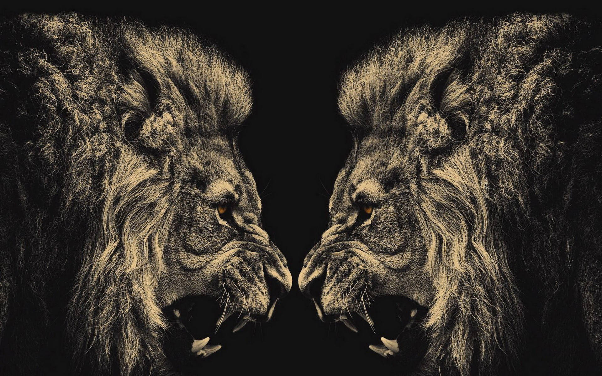 Cool Lion, black background, majestic lions, Full HD Desktop Wallpaper