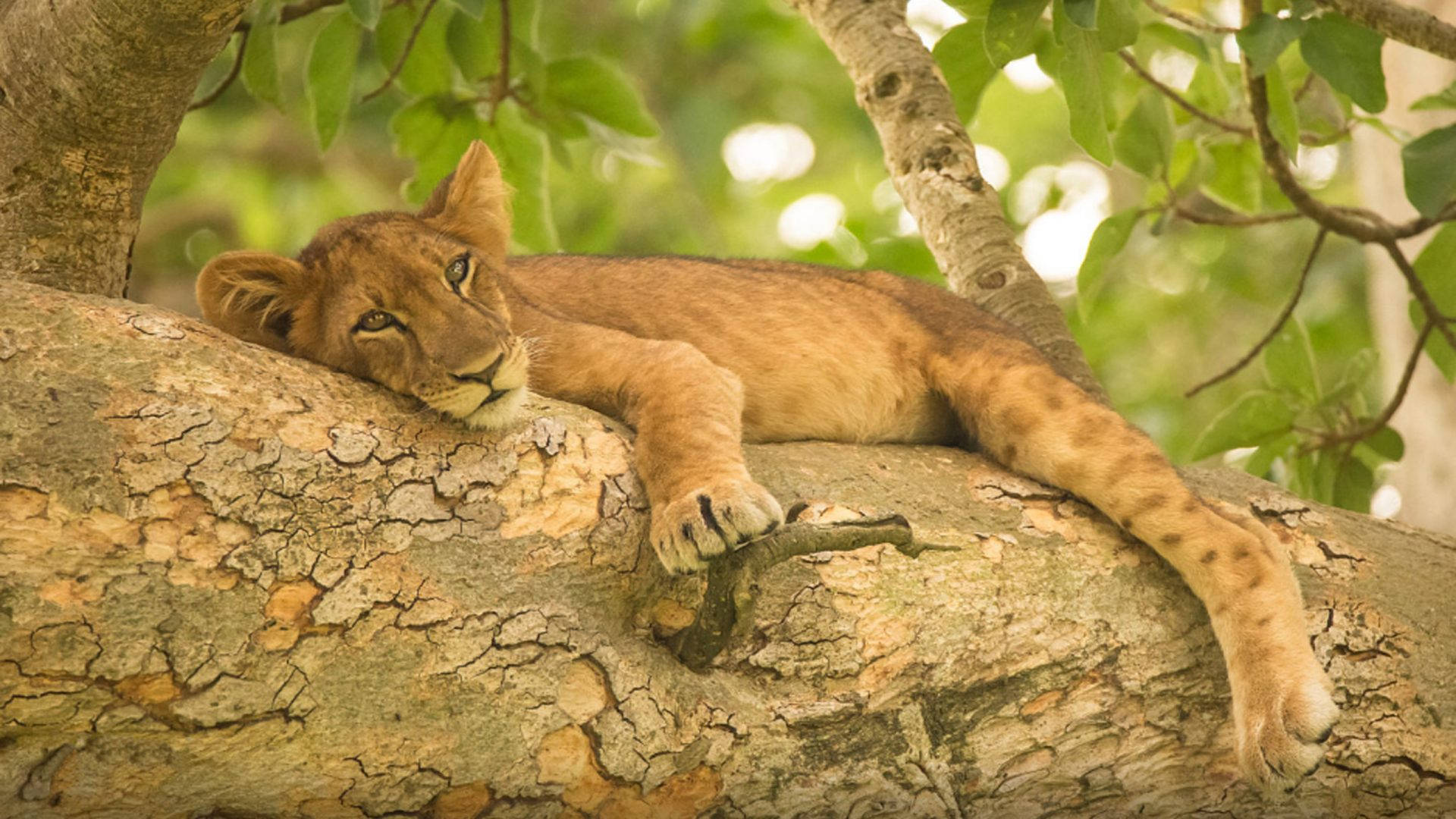 young lion cub, sunlit tree branch, lush green leaves, Full HD Desktop Wallpaper