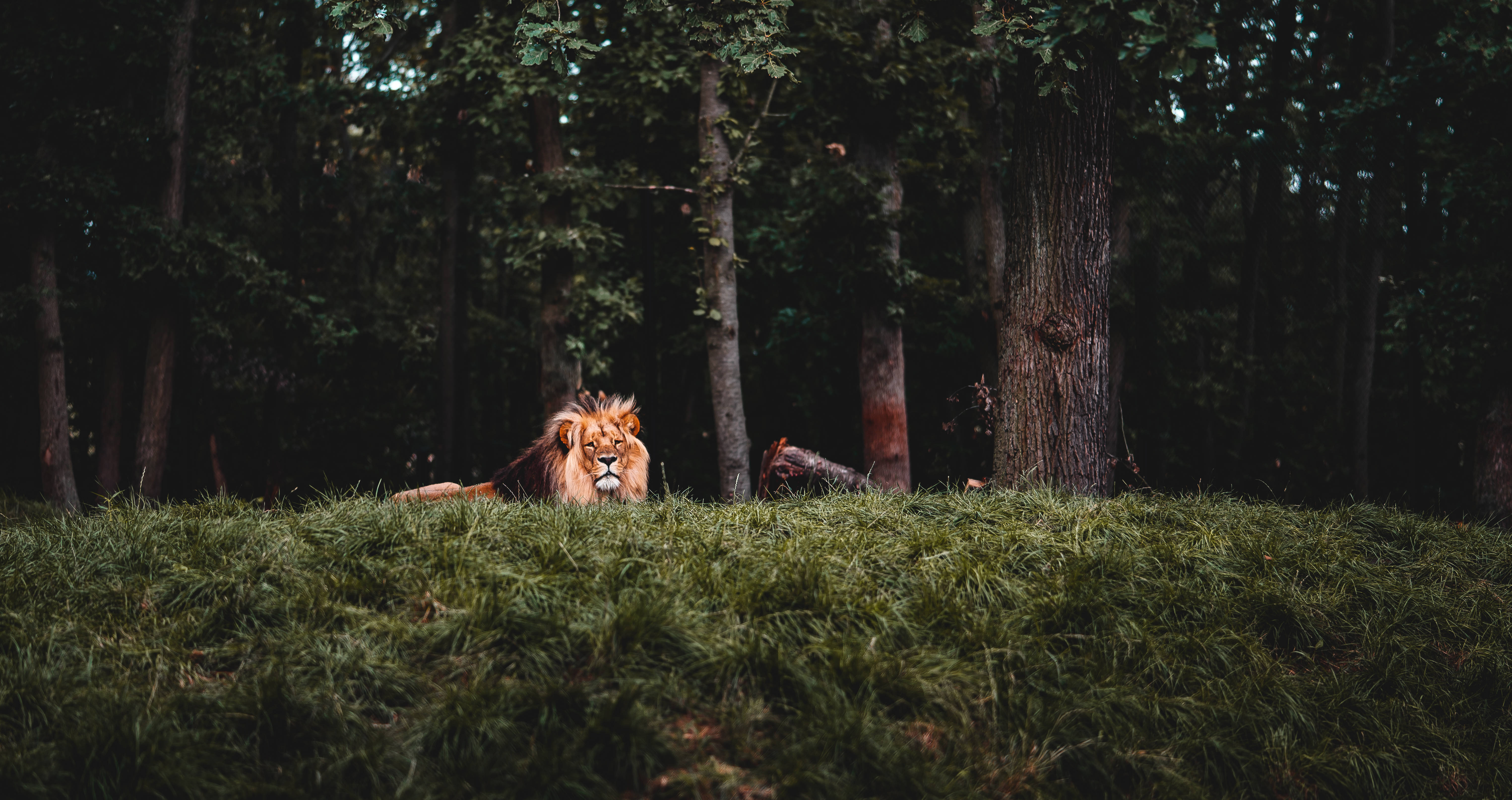 cool solitary lion, forest, grassy hill, 5K Desktop Wallpaper