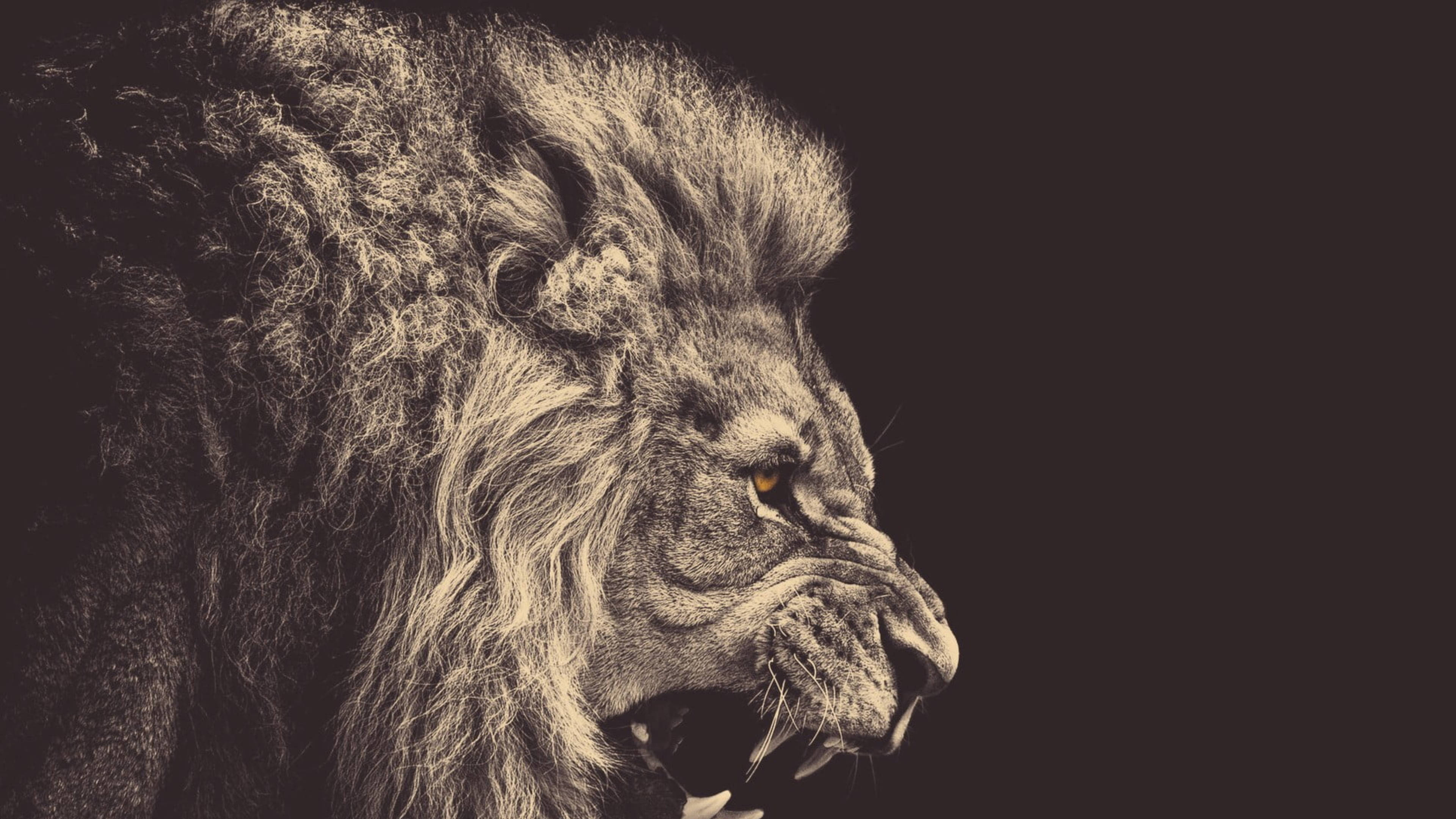 angry lion, sepia, lion's head, 4K Desktop Wallpaper