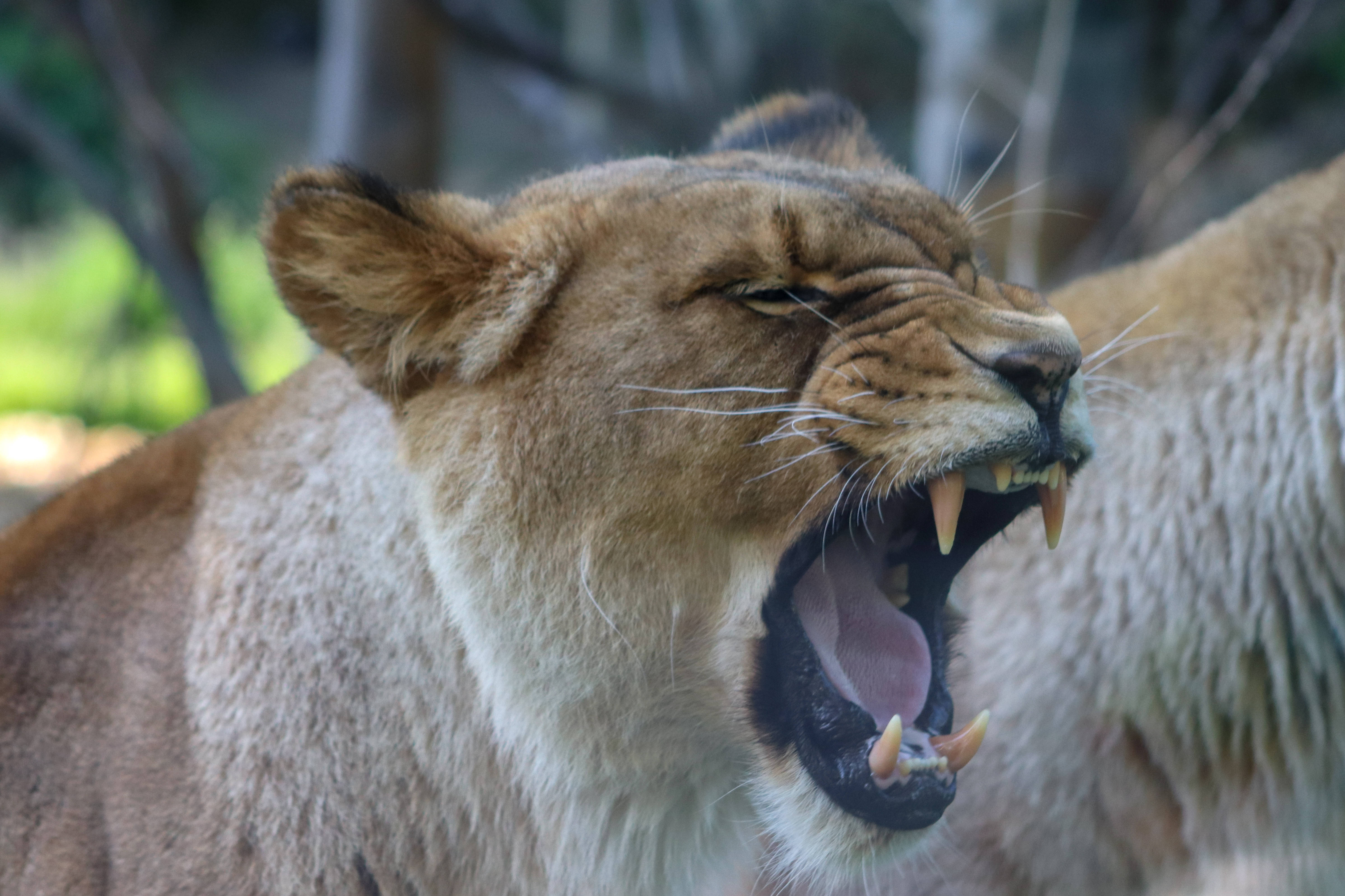 lioness, yawning, sharp teeth, 5K Desktop Wallpaper