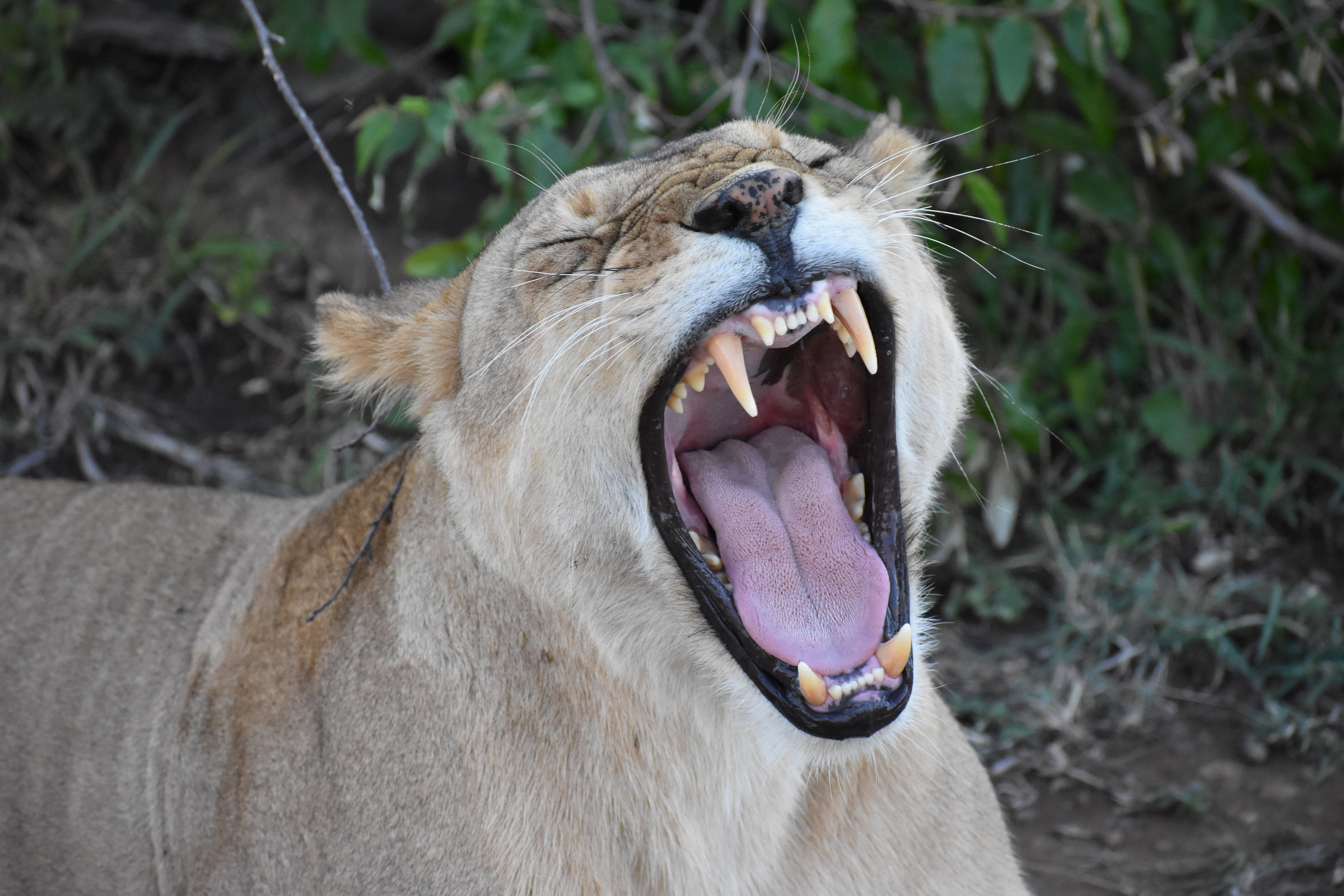 female angry lion, lioness, sharp teeth, 5K Desktop Wallpaper