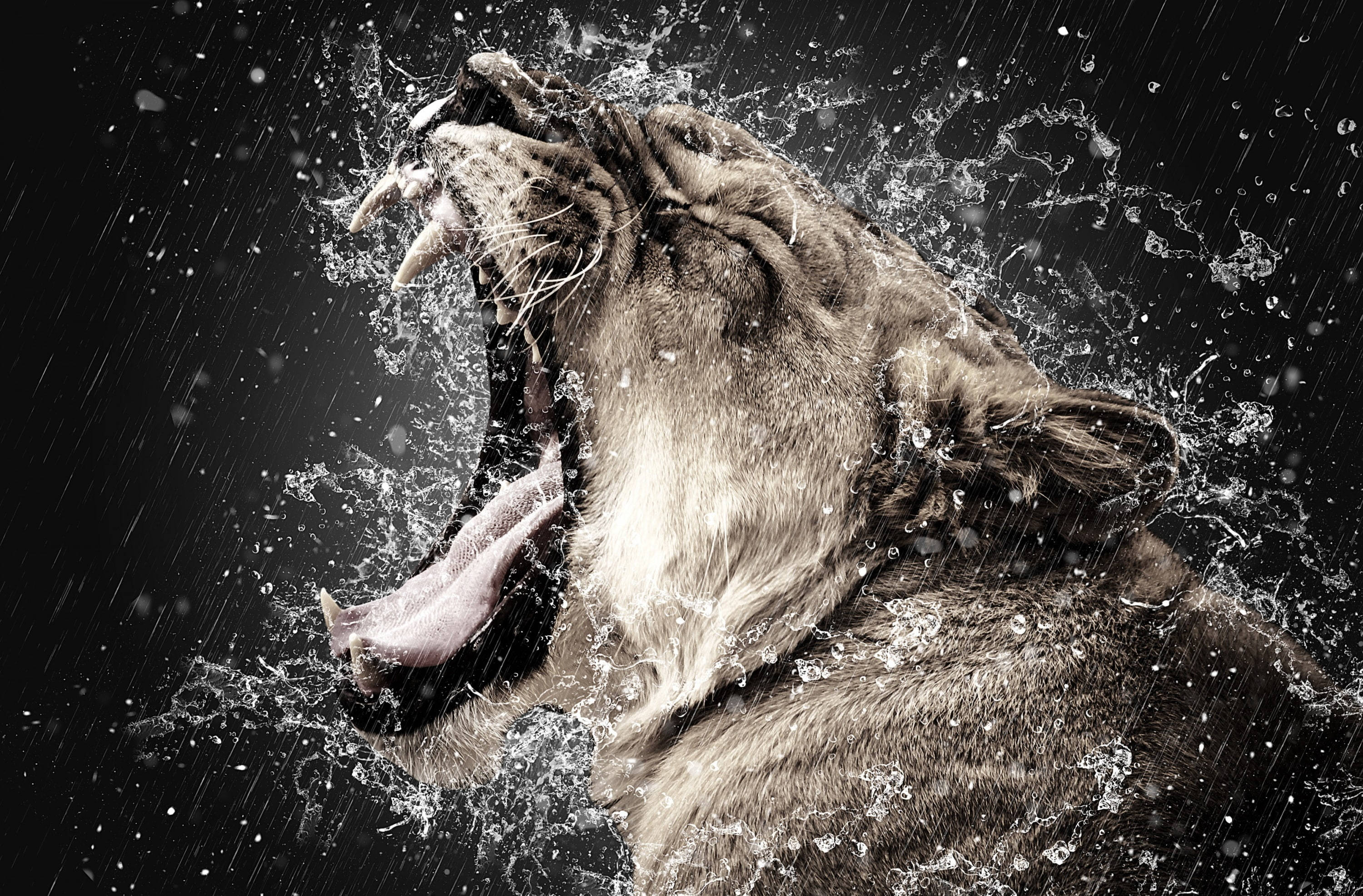 Angry Lion In The Rain, lioness, raindrops frozen in motion, 2K Desktop Wallpaper