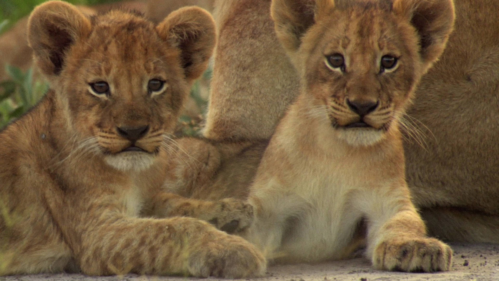 Cool Lion, lion cubs, golden fur, Full HD Desktop Wallpaper