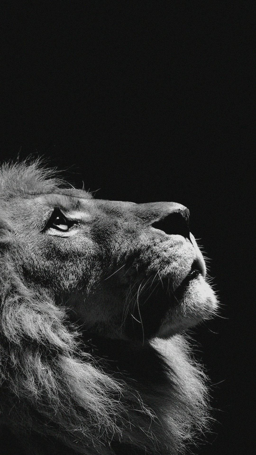 lion, black and white, portrait, Full HD Phone Wallpaper
