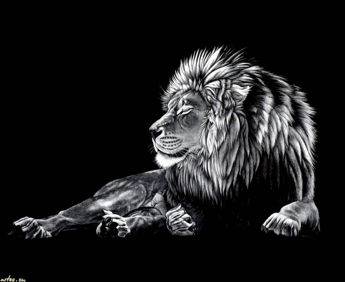 black and white lion, grayscale pencil art, profile, SD Desktop Wallpaper
