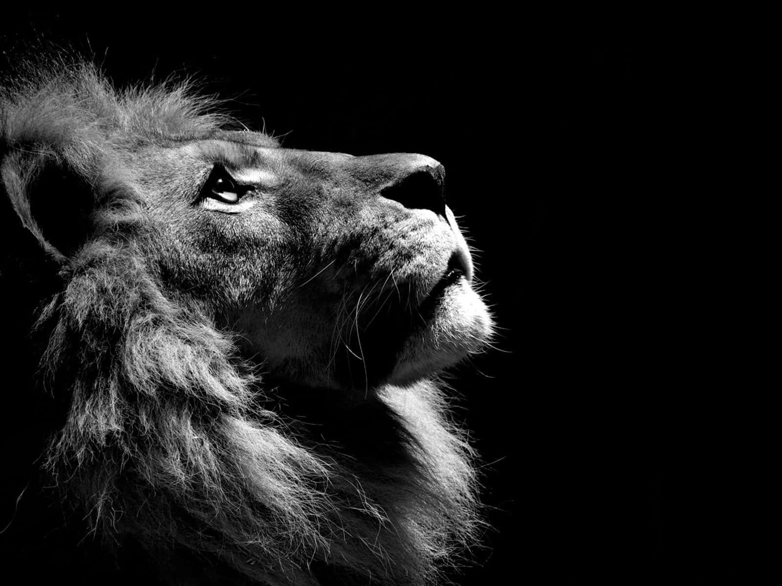 lion face, black background, black and white, HD Desktop Wallpaper