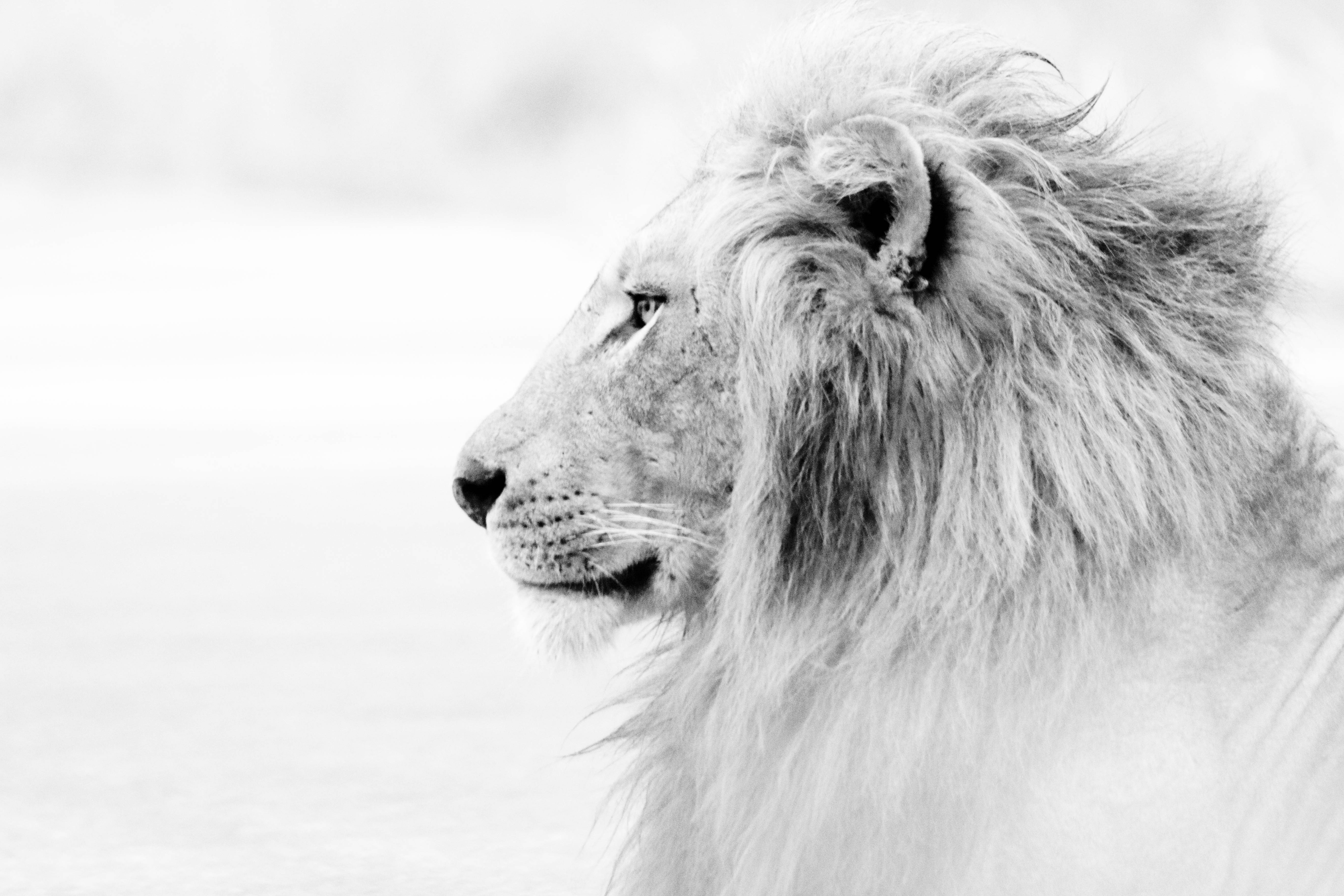 majestic african lion, profile, soft blurred background, 5K Desktop Wallpaper
