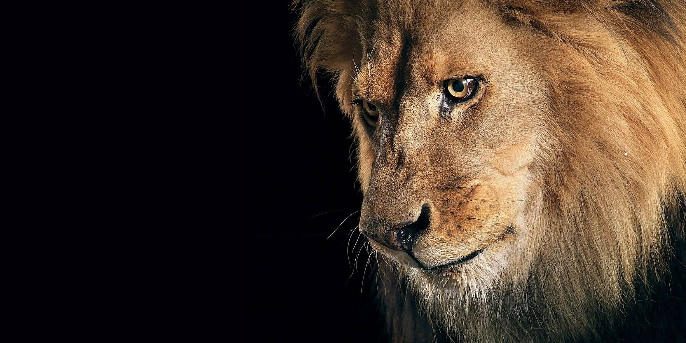 3d lion, golden mane, stark black background, Full HD Desktop Wallpaper