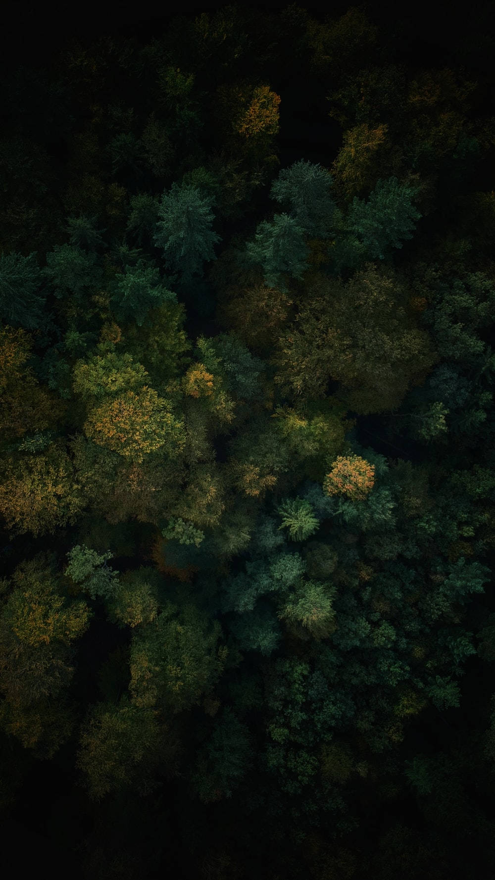 forest, dense forest canopy, deep greens, HD Phone Wallpaper