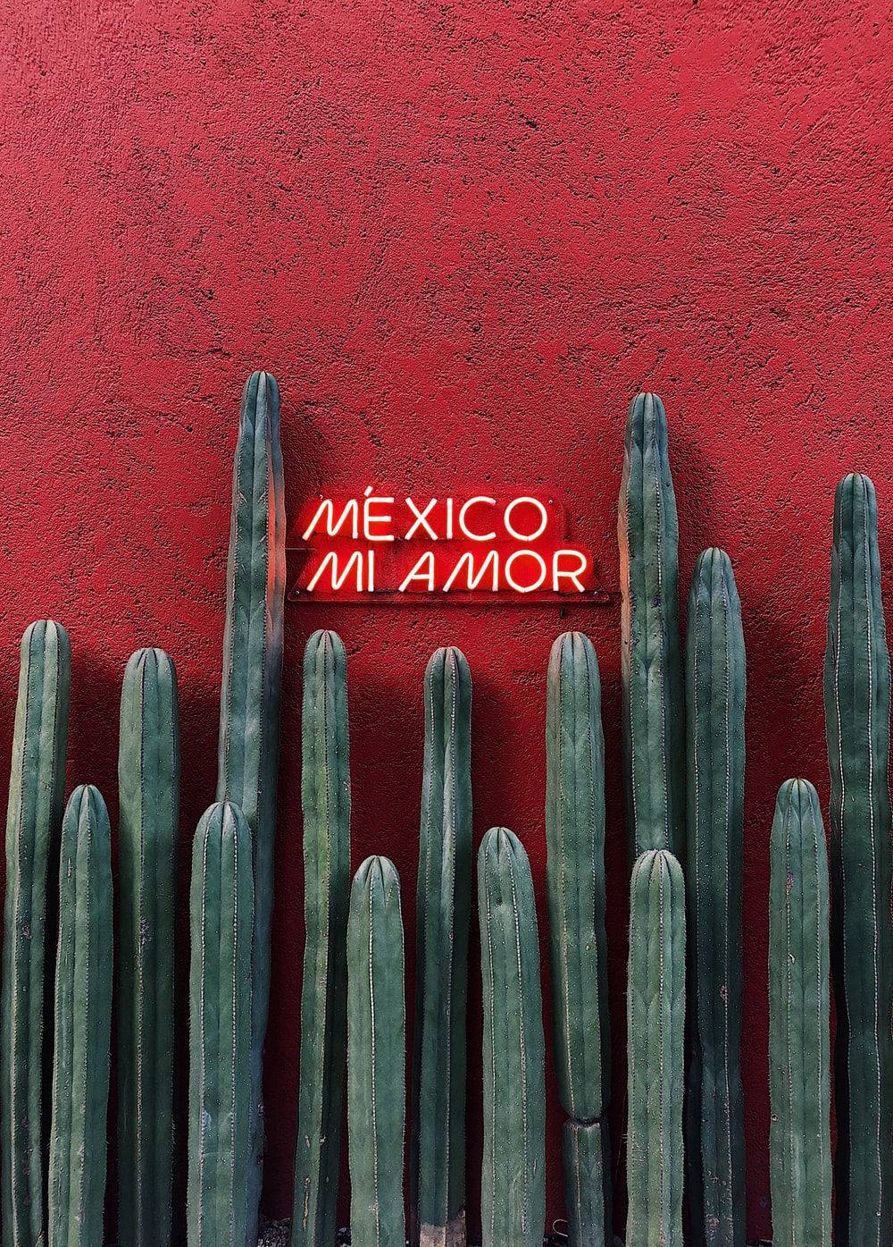 mexican mi amor, neon sign, green cacti, HD Phone Wallpaper