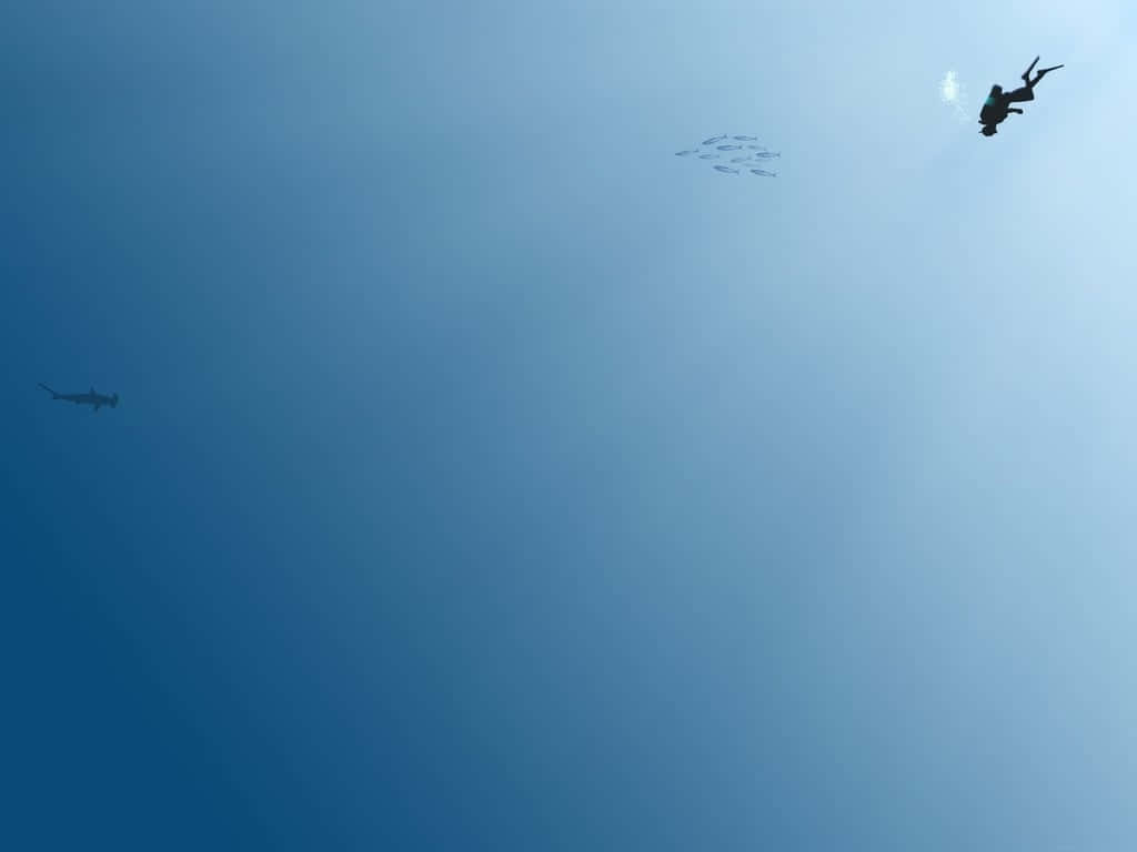 Cool Minimalist, diver, hammerhead shark, SD Desktop Wallpaper