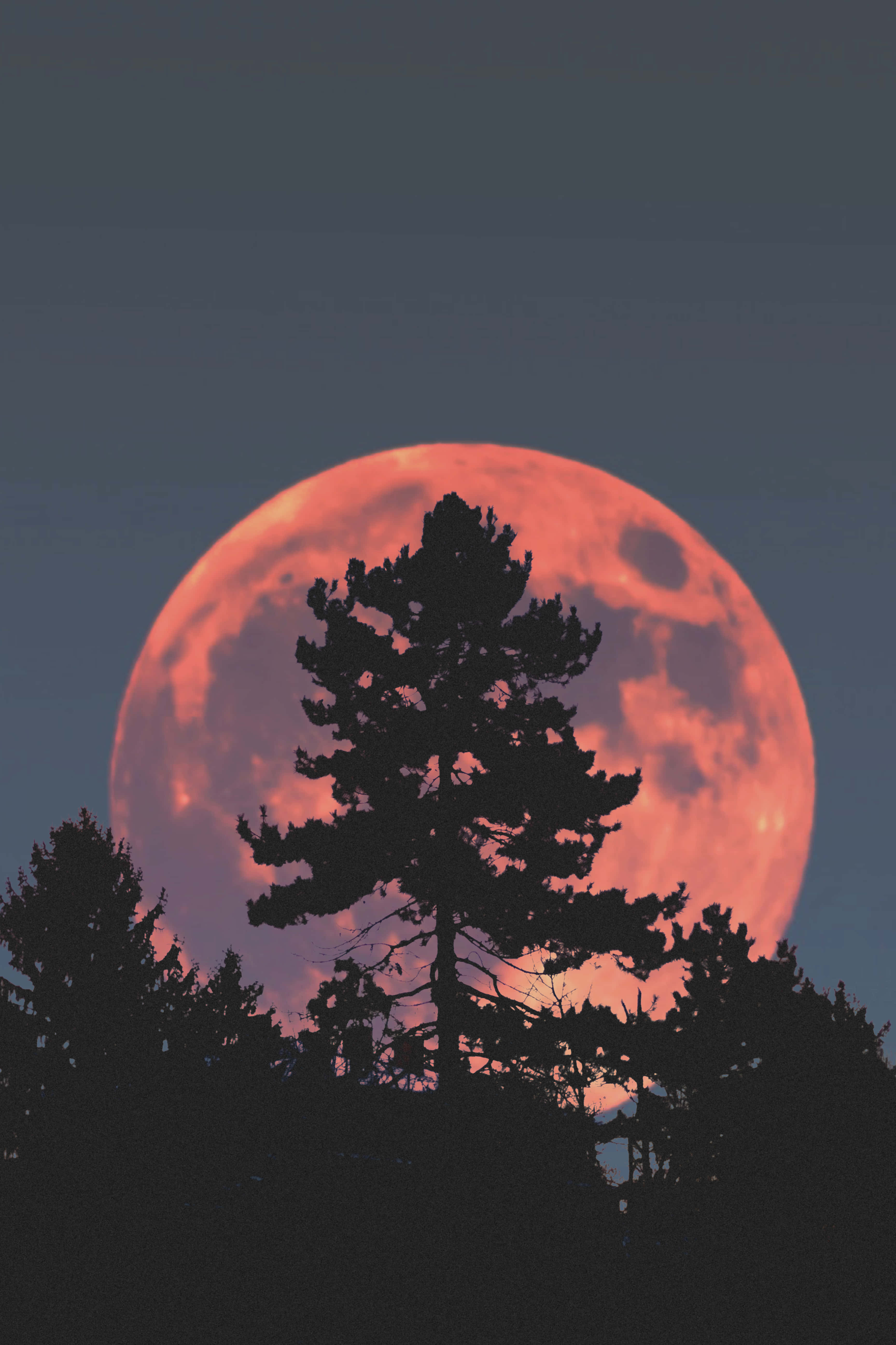 Cool Moon, glowing red moon, pine trees, 5K Phone Wallpaper