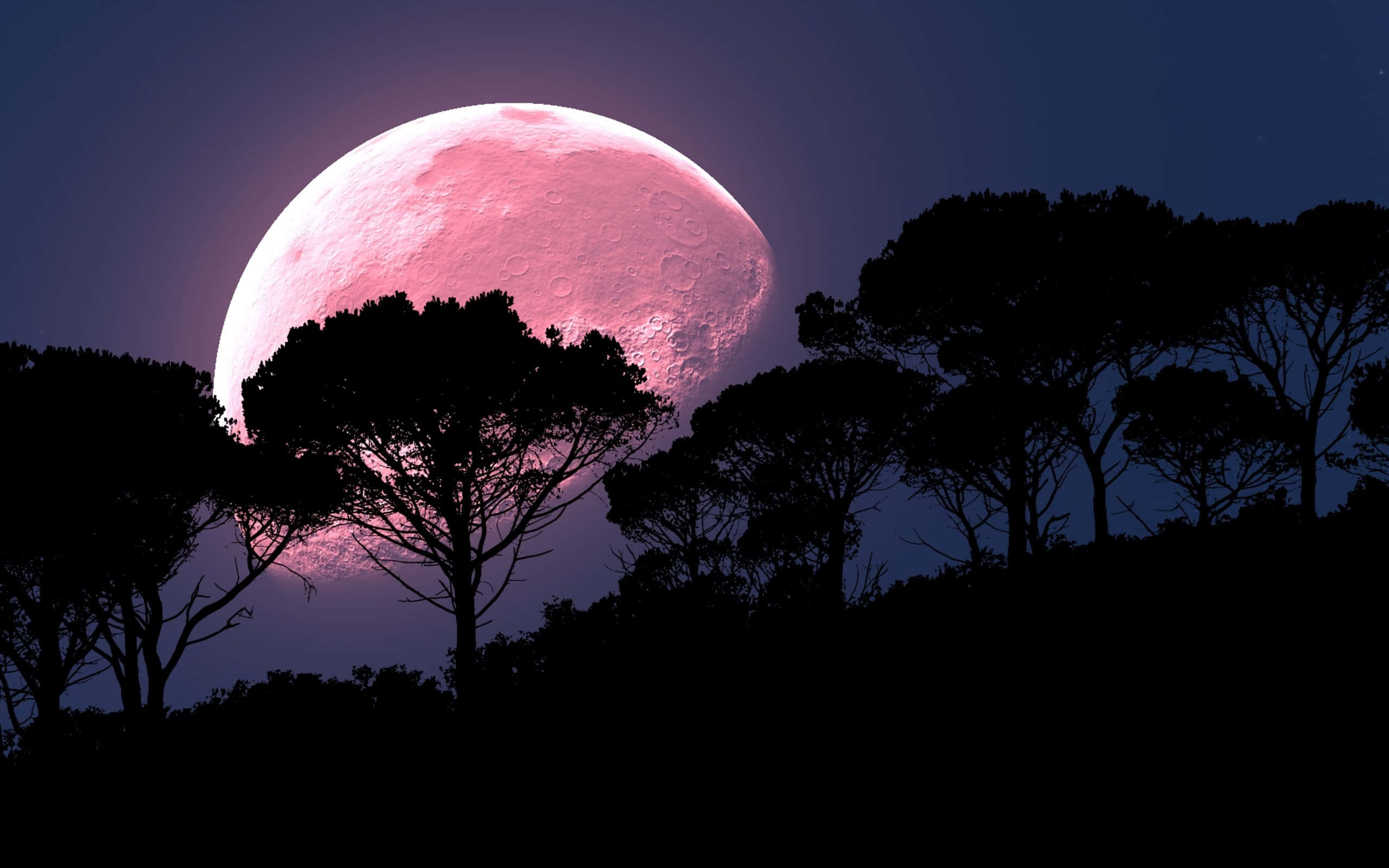 Cool Moon, pinkish moon, dark silhouetted trees, 2K Desktop Wallpaper