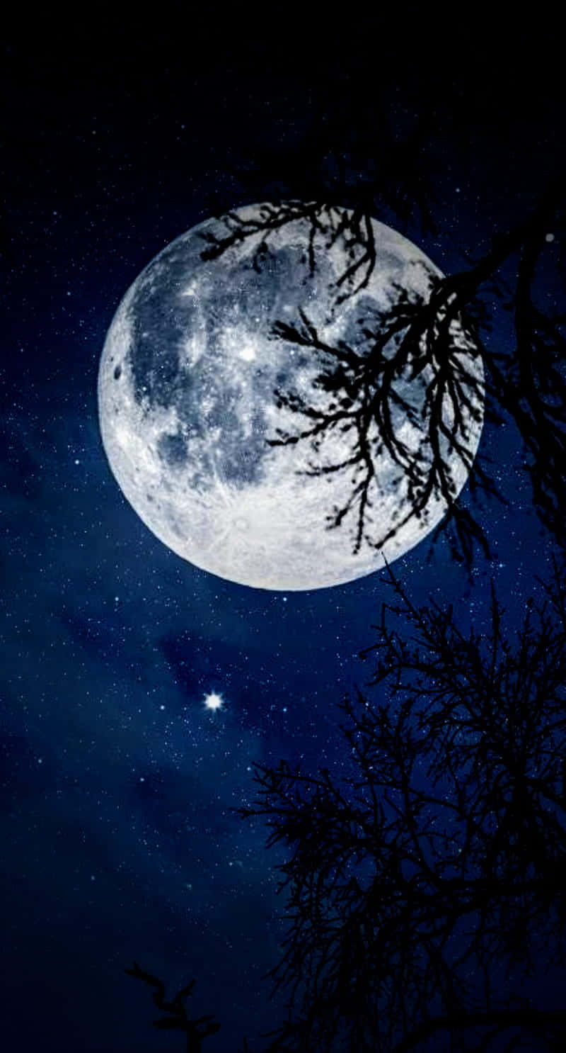 Cool Moon, full moon, bare tree branches, HD Phone Wallpaper