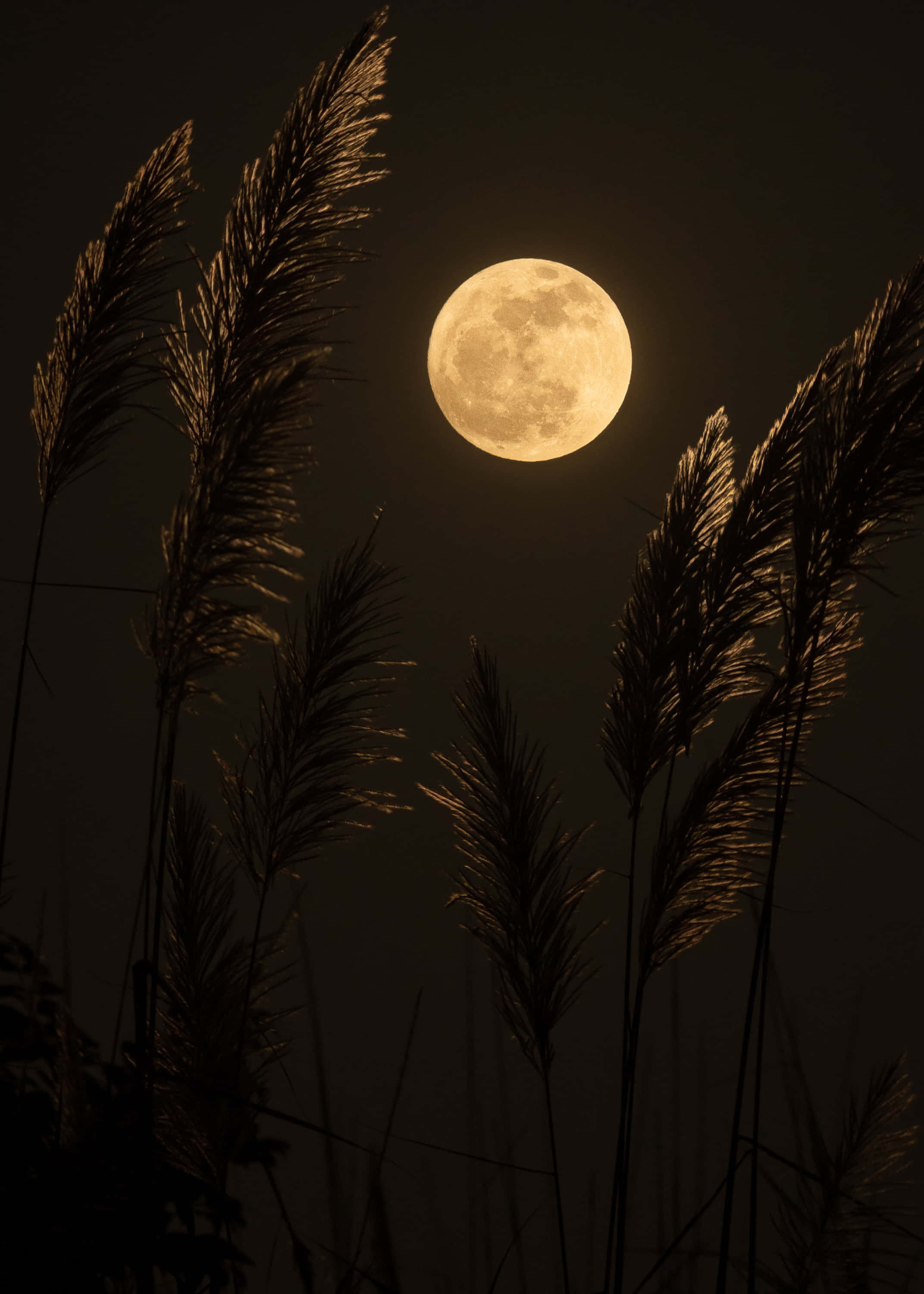 Cool Moon, full moon, tall silhouetted reeds, 2K Phone Wallpaper