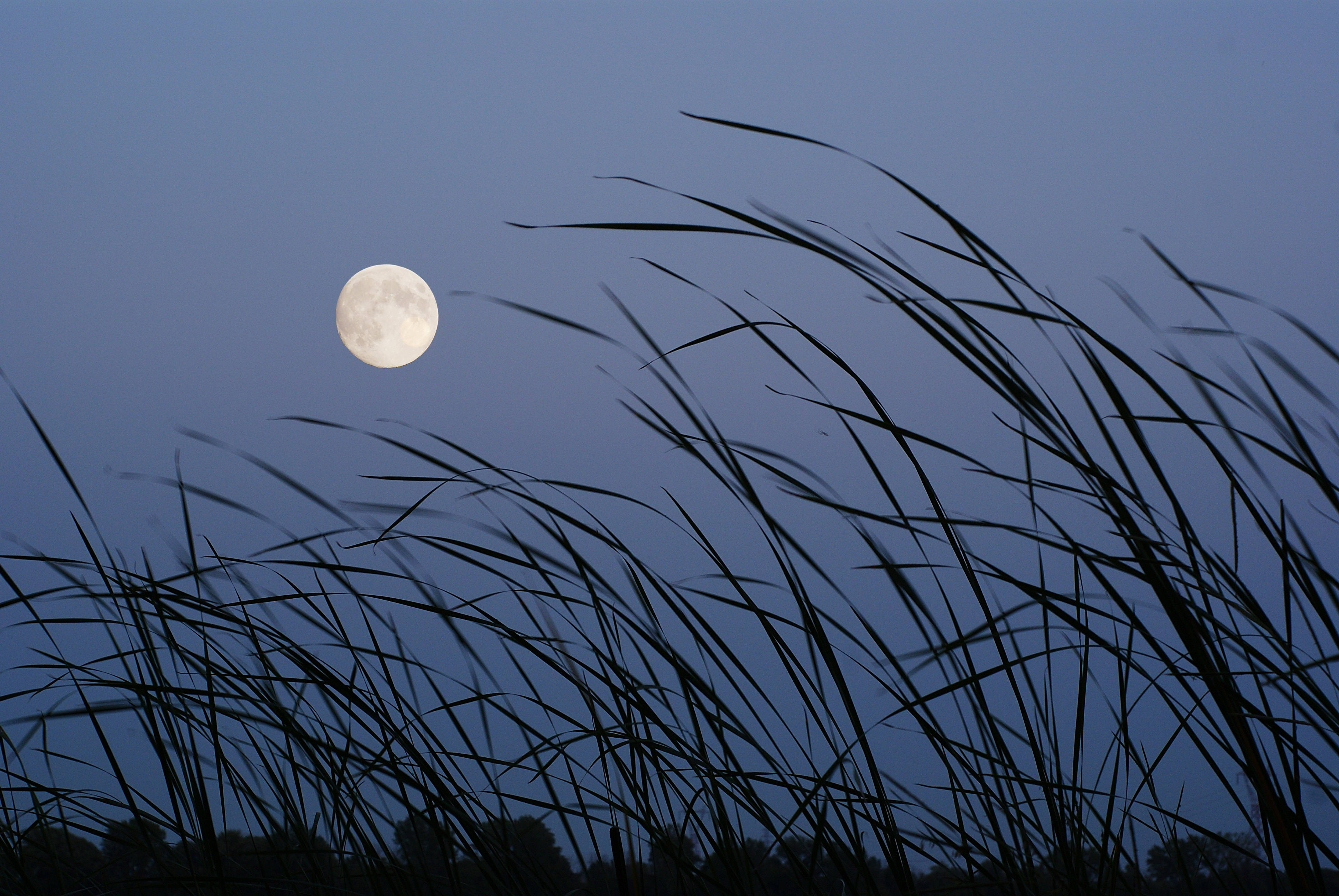 moon, field, dusk, 4K Desktop Wallpaper