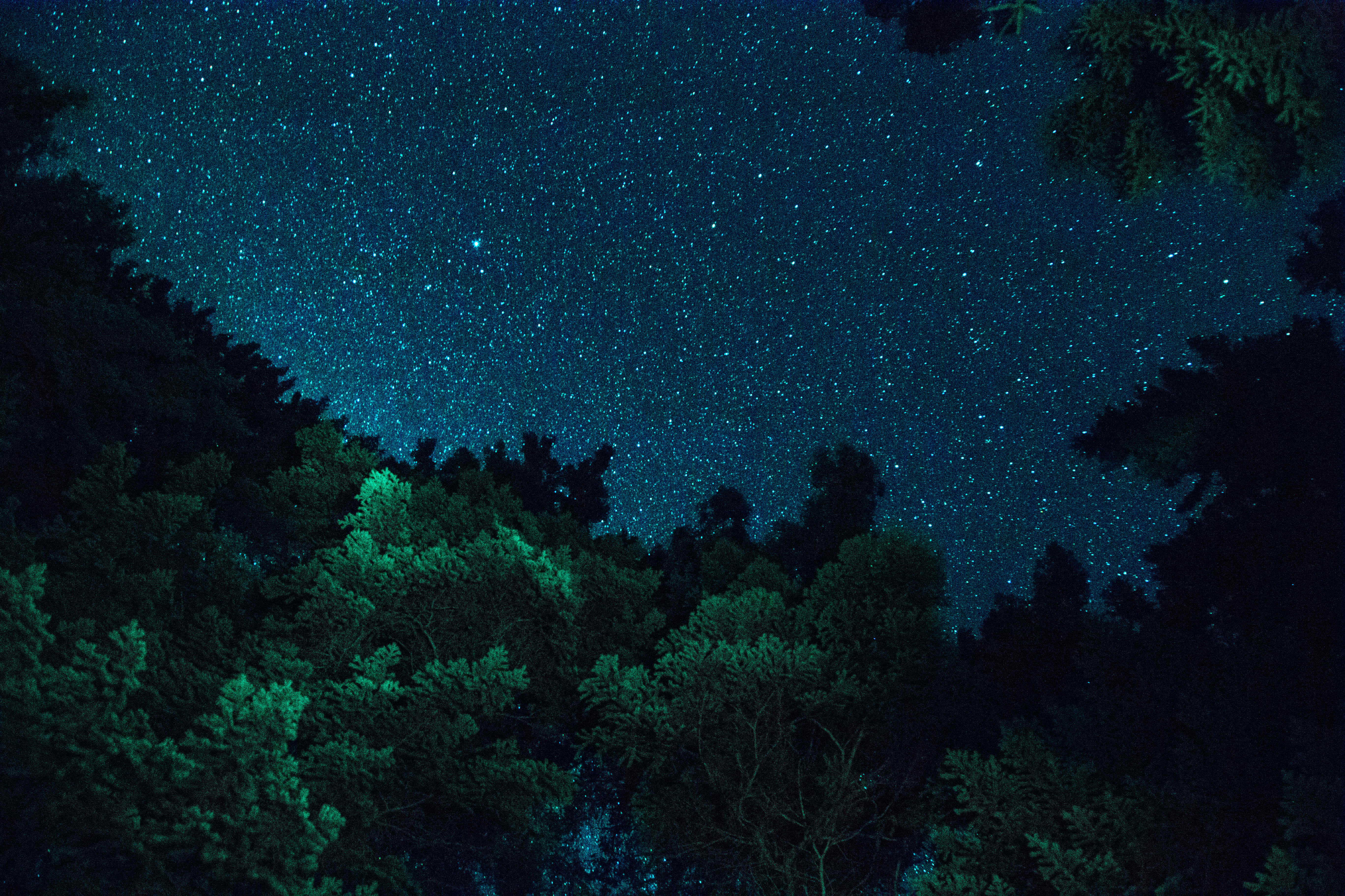 starry night sky, dense forest canopy, glowing green foliage, 5K Desktop Wallpaper