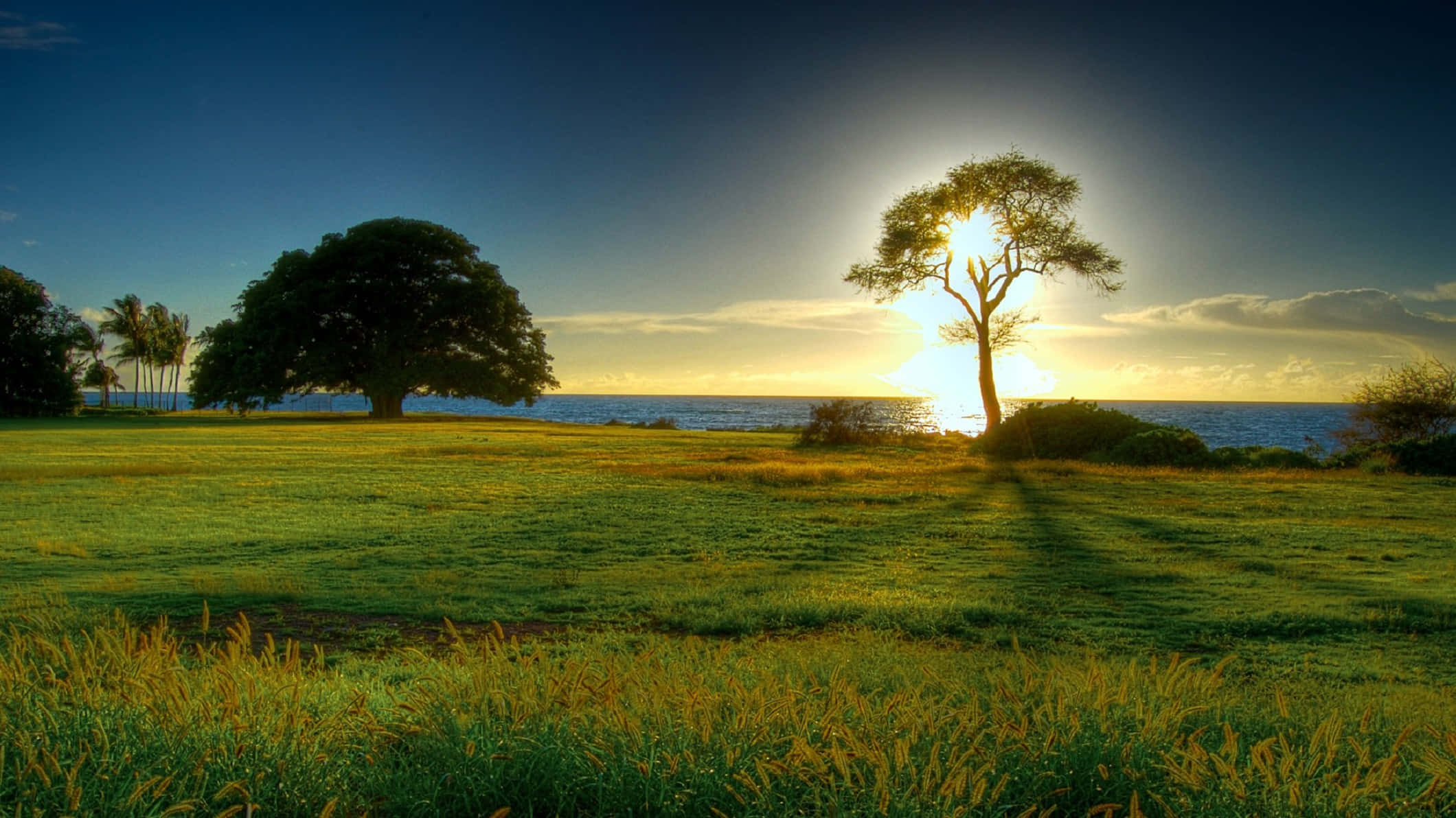 sunset, grassy field, ocean horizon, Full HD Desktop Wallpaper