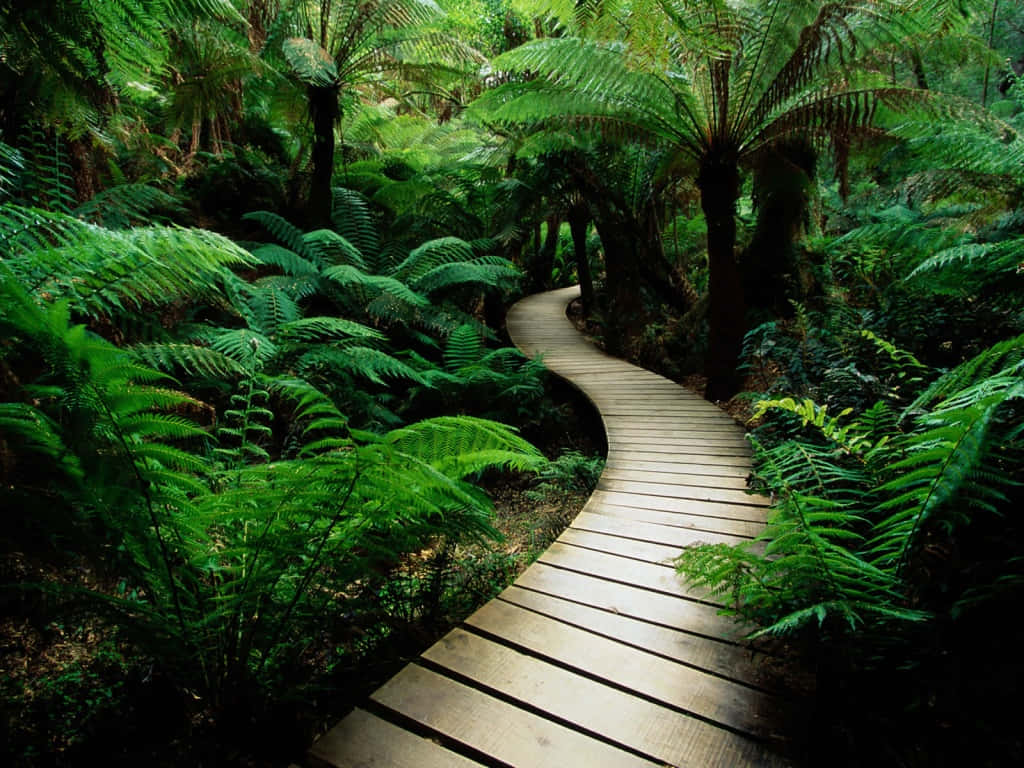 wooden boardwalk, lush green fern forest, dappled sunlight, SD Desktop Wallpaper