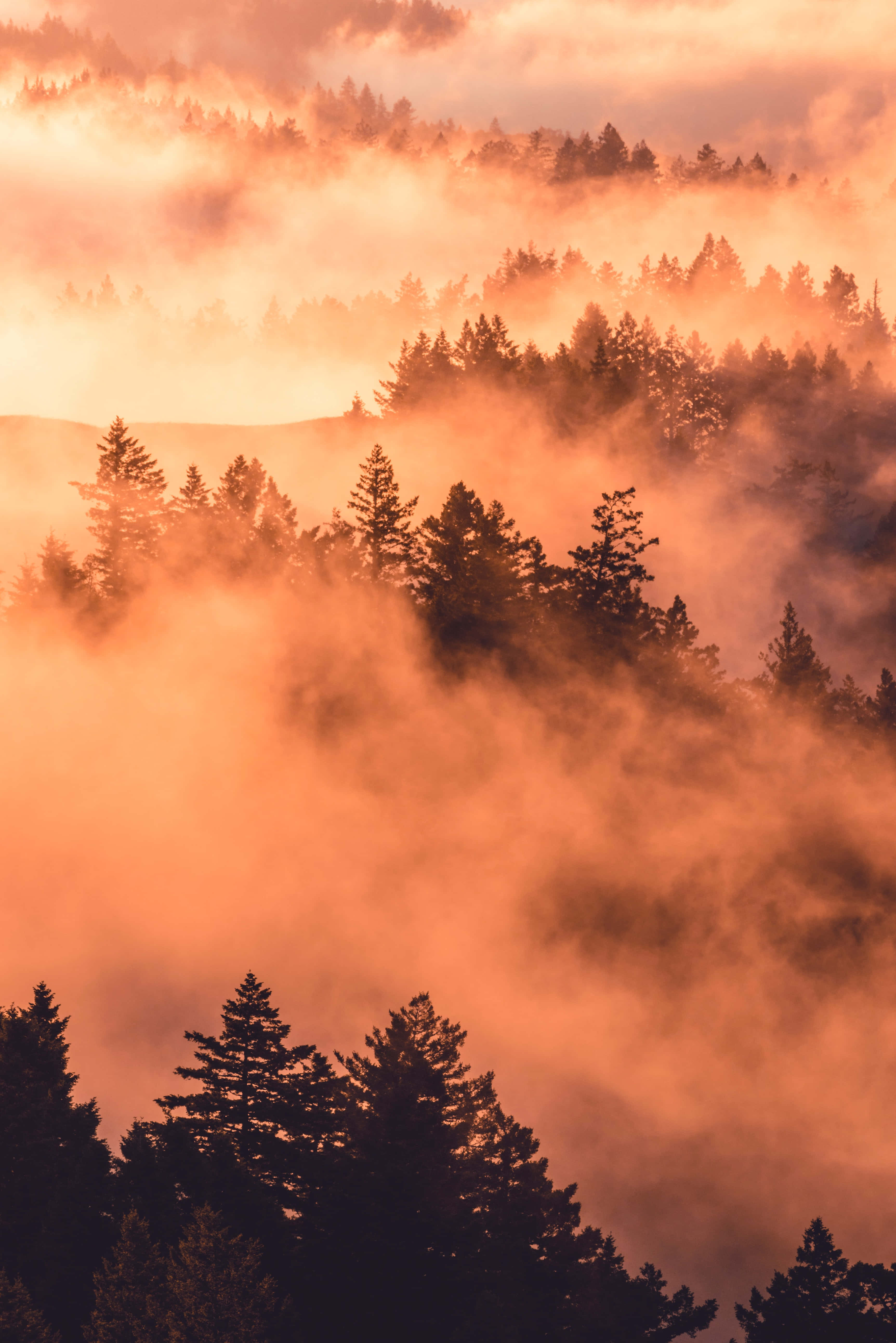 Sunrise, misty forest, warm orange, 5K Phone Wallpaper