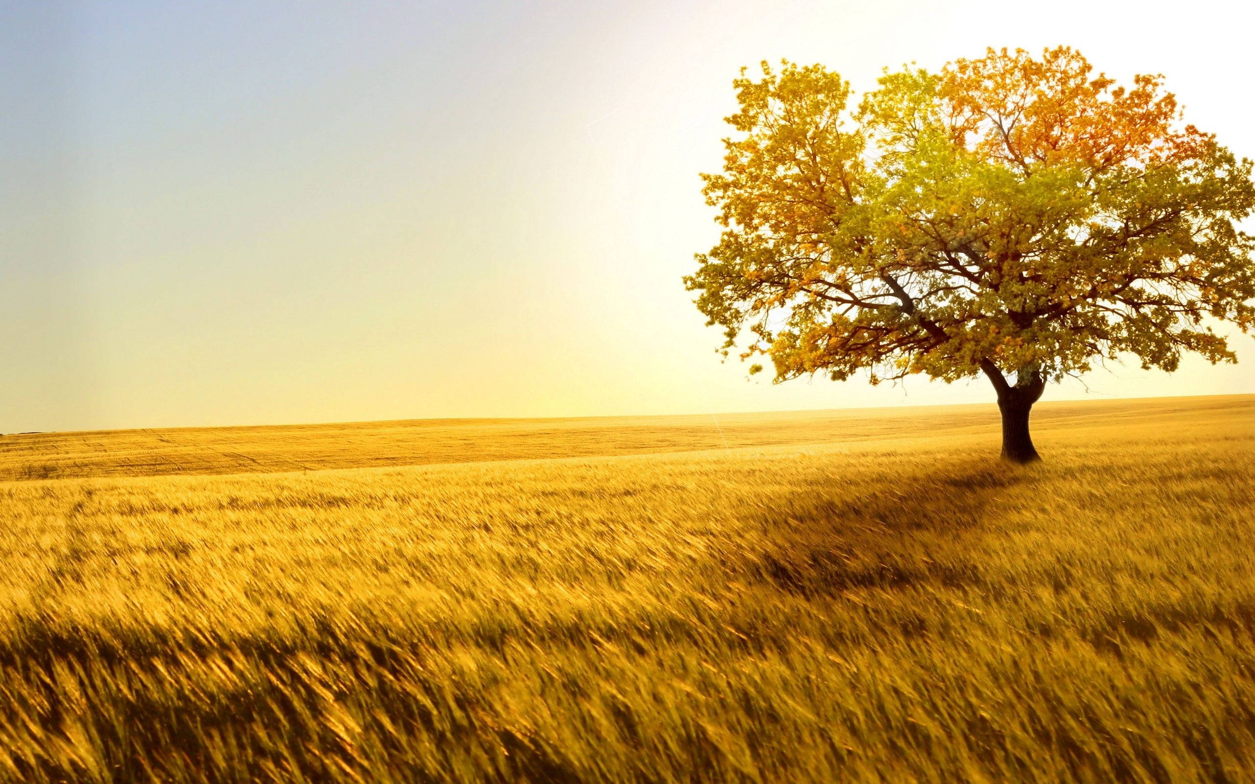 golden leaves, wheat field, warm sunset light, 2K Desktop Wallpaper