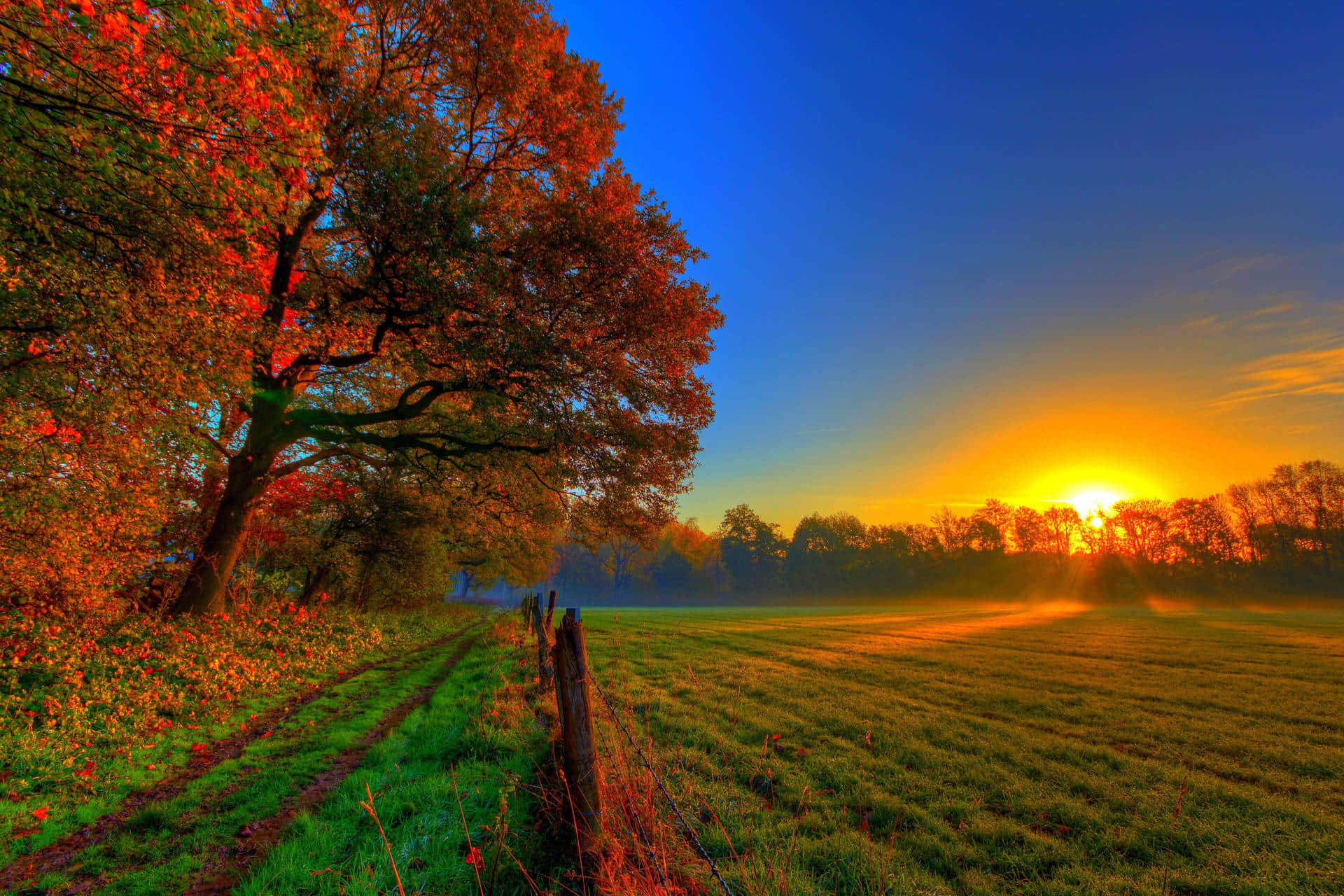 autumn sunrise, golden light, mist, Full HD Desktop Wallpaper