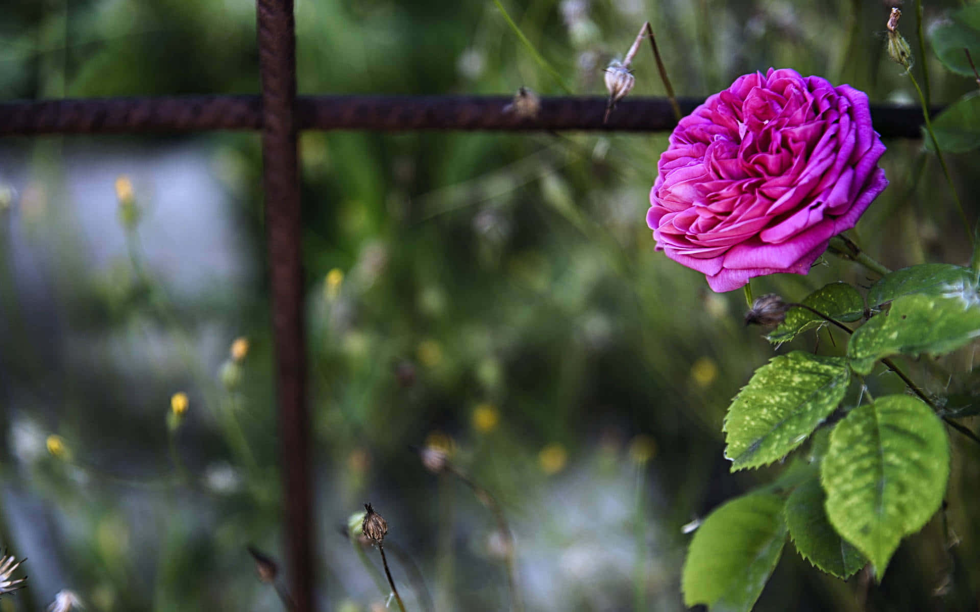 magenta rose, rusty fence, lush green garden, Full HD Desktop Wallpaper