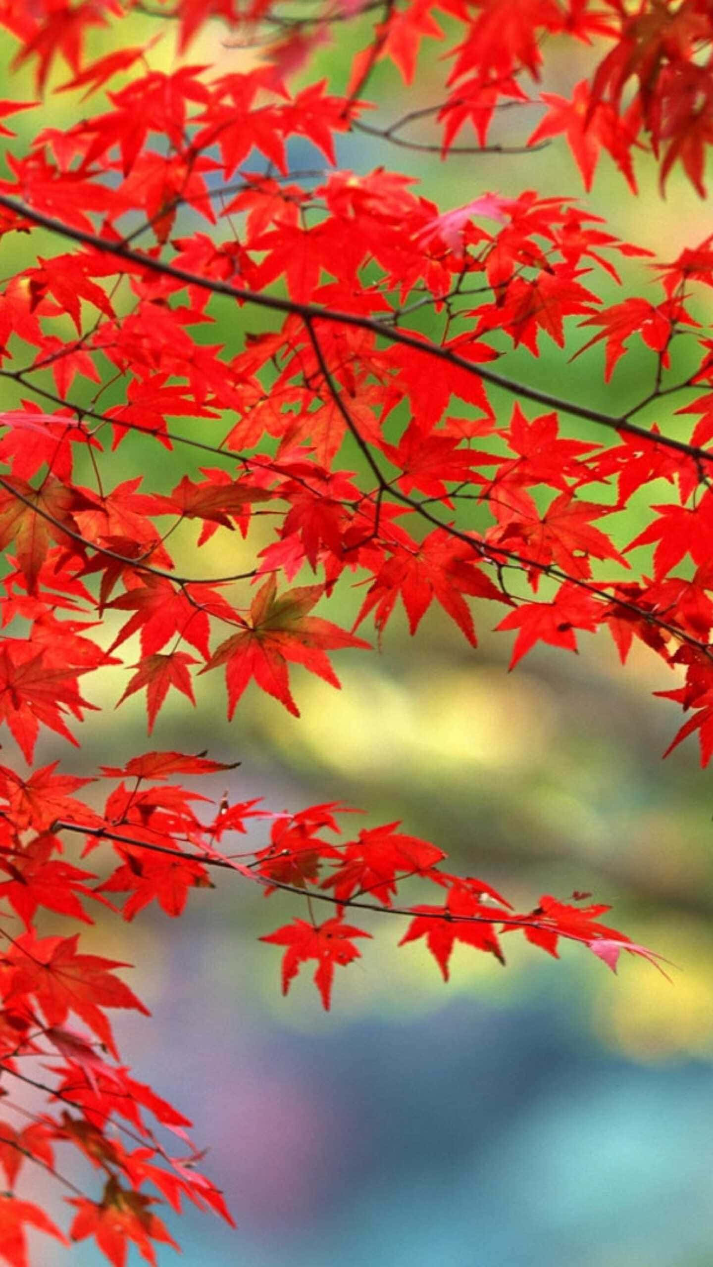 vibrant red maple leaves, soft blurred background, green and blue hues, 2K Phone Wallpaper