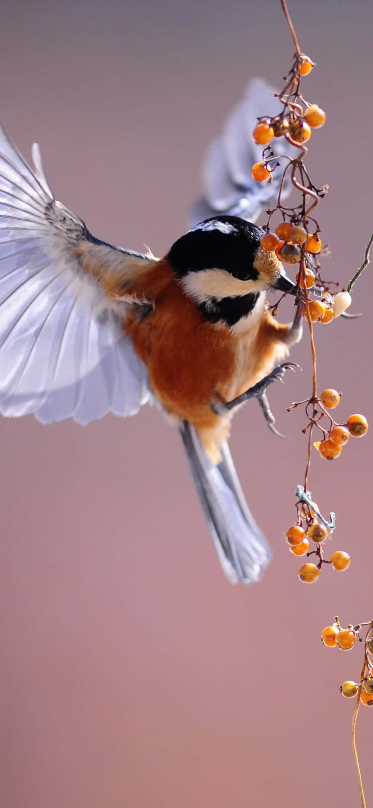 small bird, black white and orange plumage, orange berries, 2K Phone Wallpaper