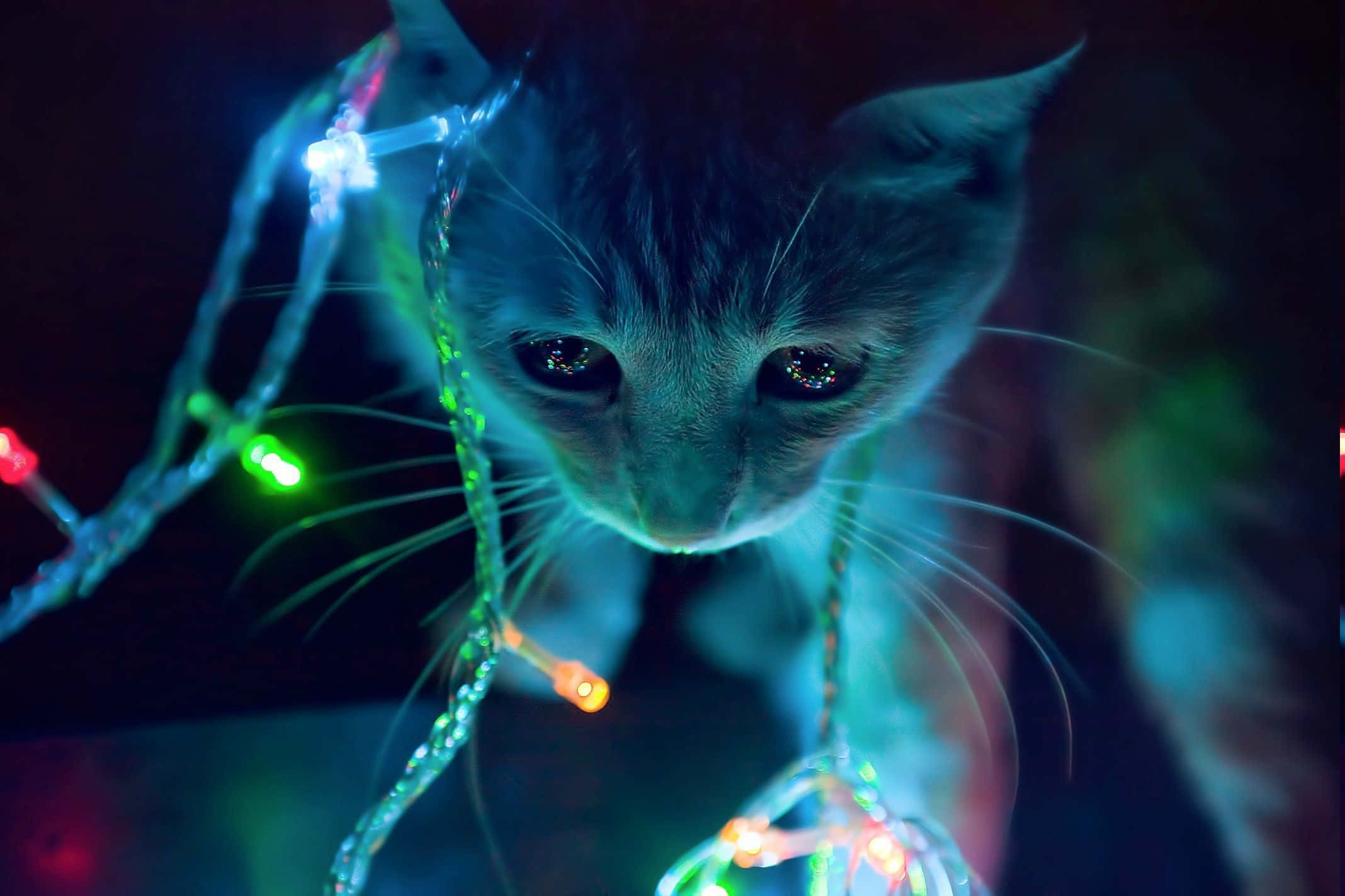 neon animals, luminous life, glowing multicolored fairy lights, Full HD Desktop Wallpaper
