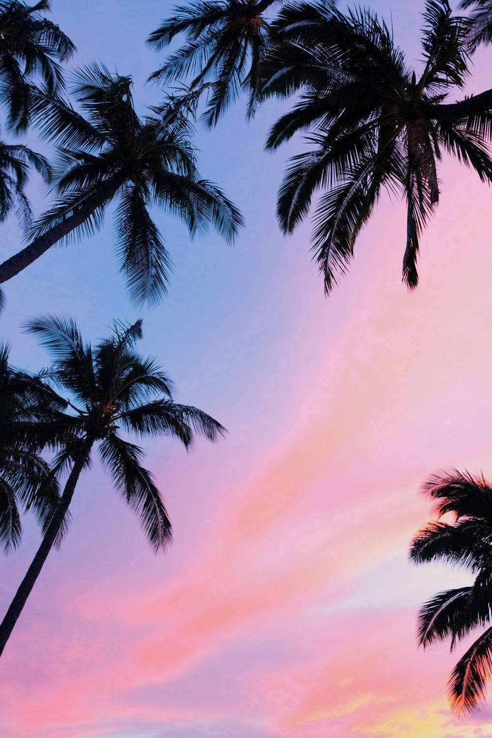 palm trees, pink skies, vibrant pink, HD Phone Wallpaper