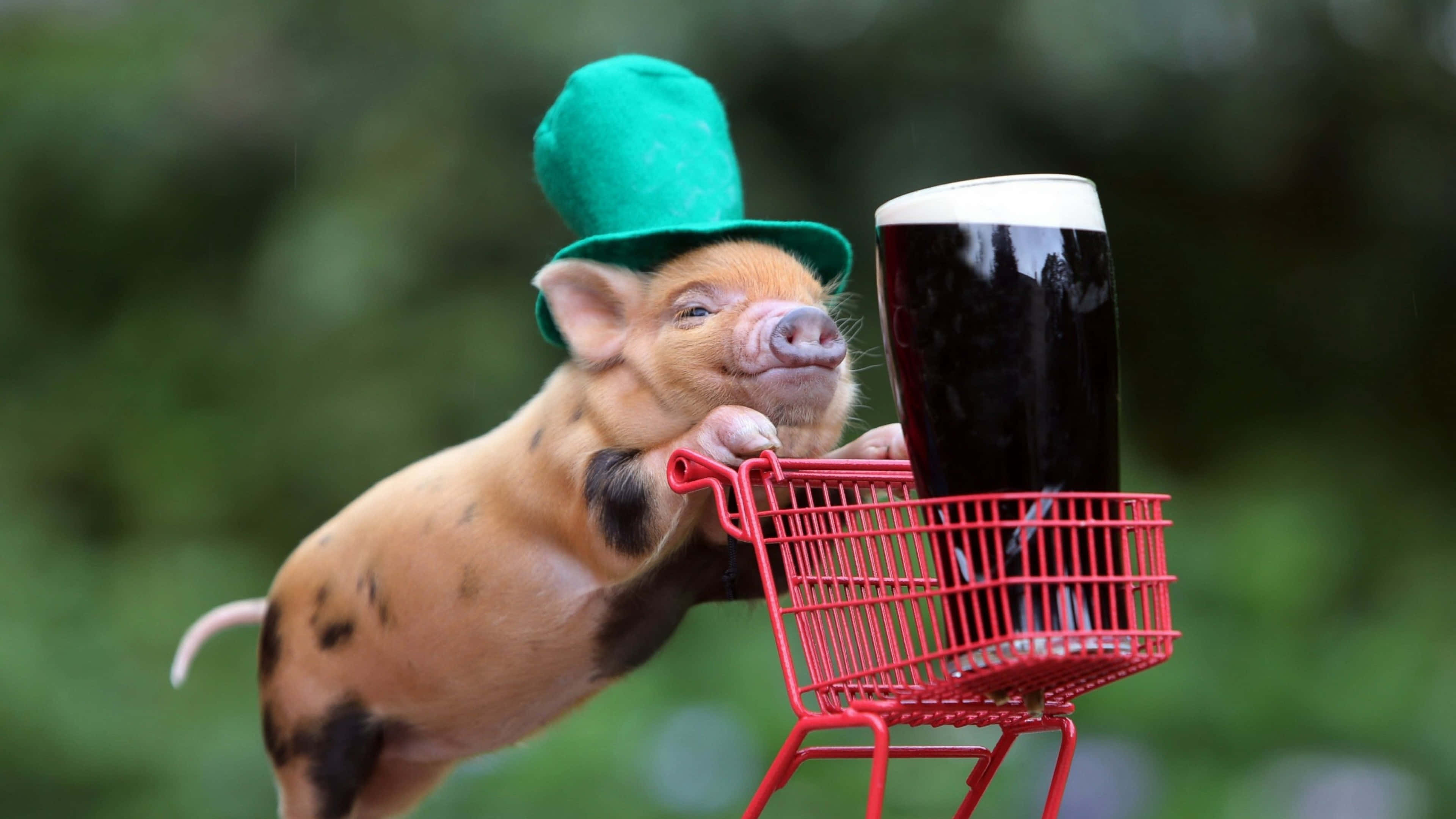 Cool Piggy, green top hat, red shopping cart, 4K Desktop Wallpaper