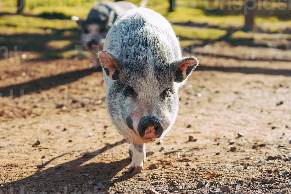 Cool Piggy, spotted piglet, sunlit dirt path, SD Desktop Wallpaper