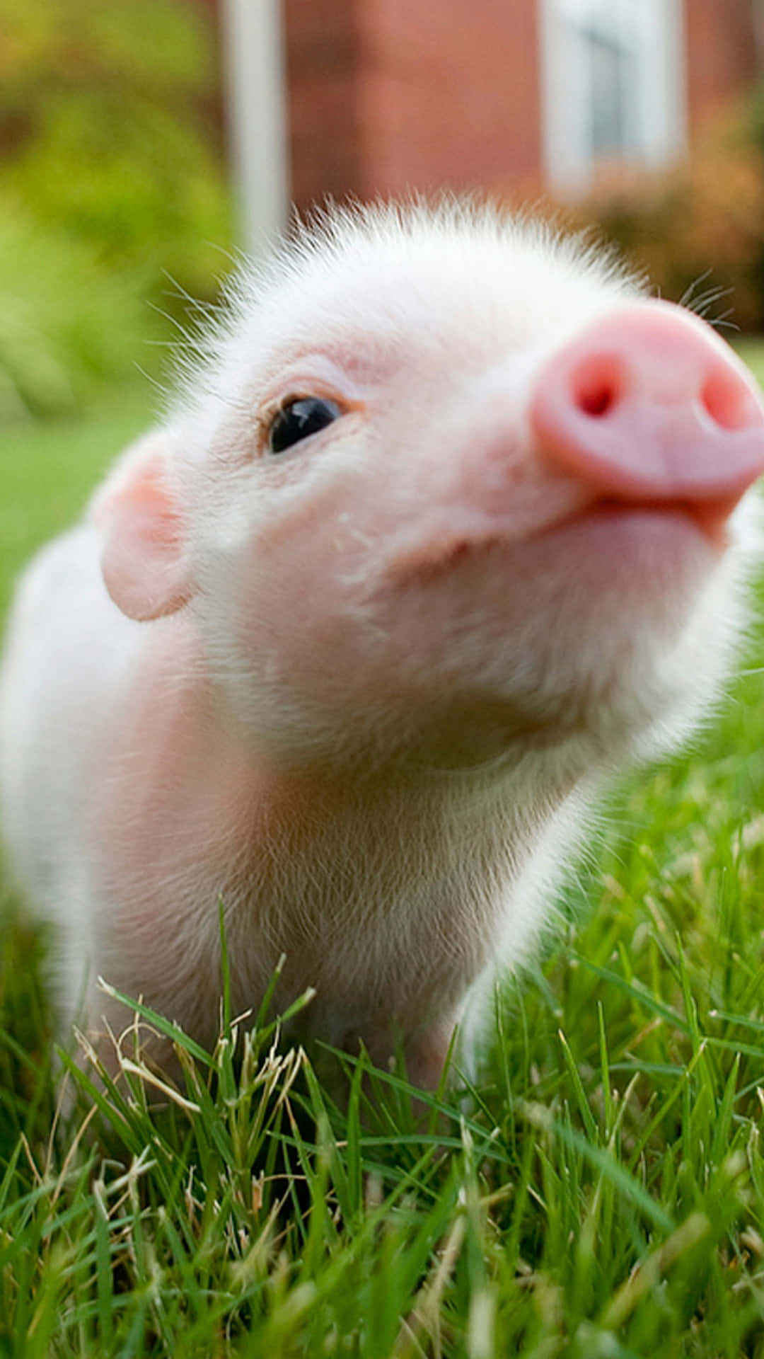 Cool Piggy, fluffy white piglet, pink snout, Full HD Phone Wallpaper
