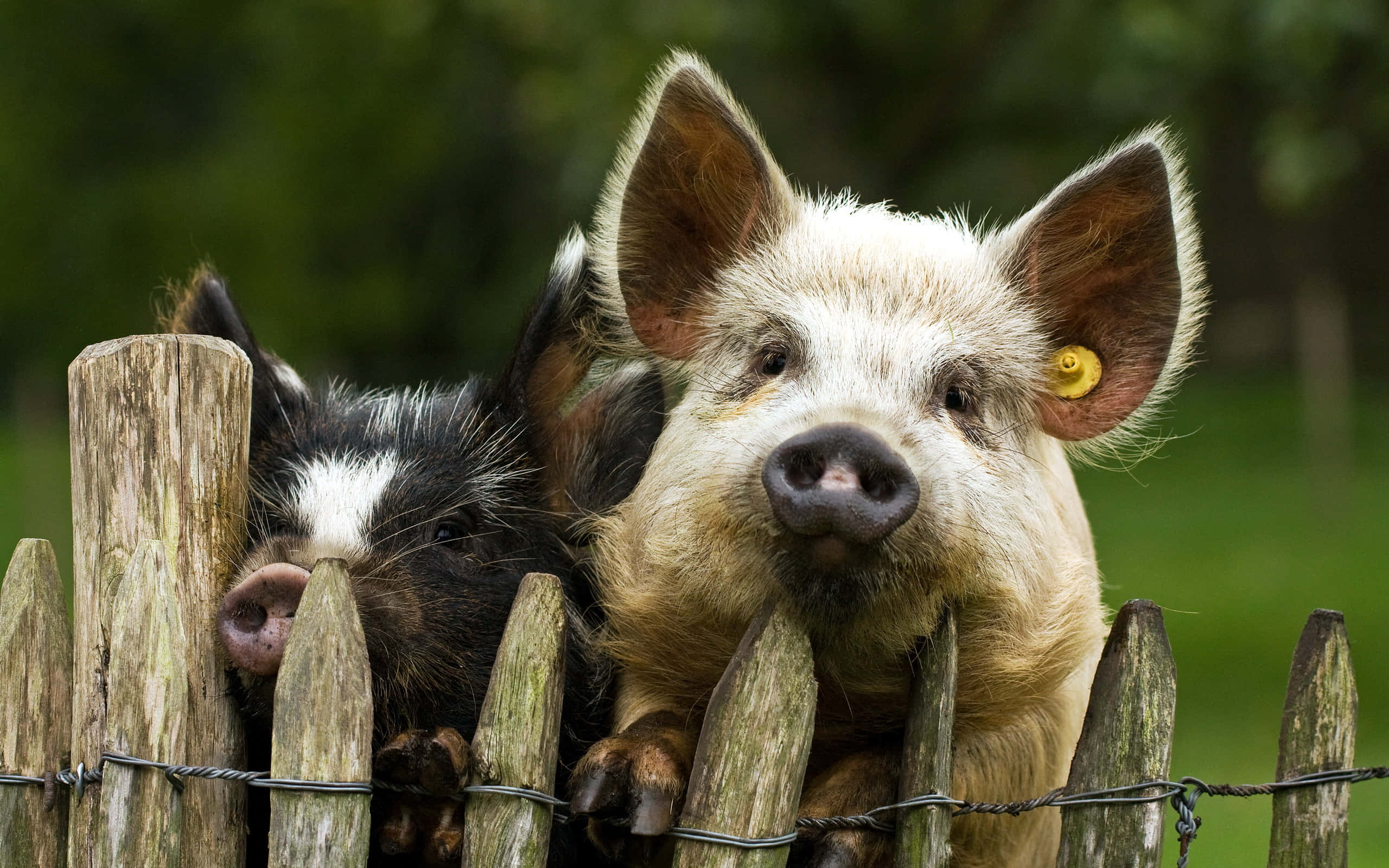 Cool Piggy, weathered wooden fence, yellow ear tag, 2K Desktop Wallpaper