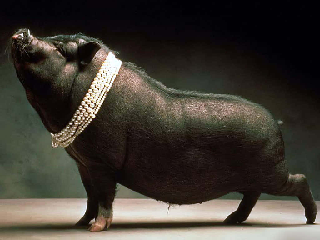 Cool Piggy, pearl necklace, black pig, SD Desktop Wallpaper