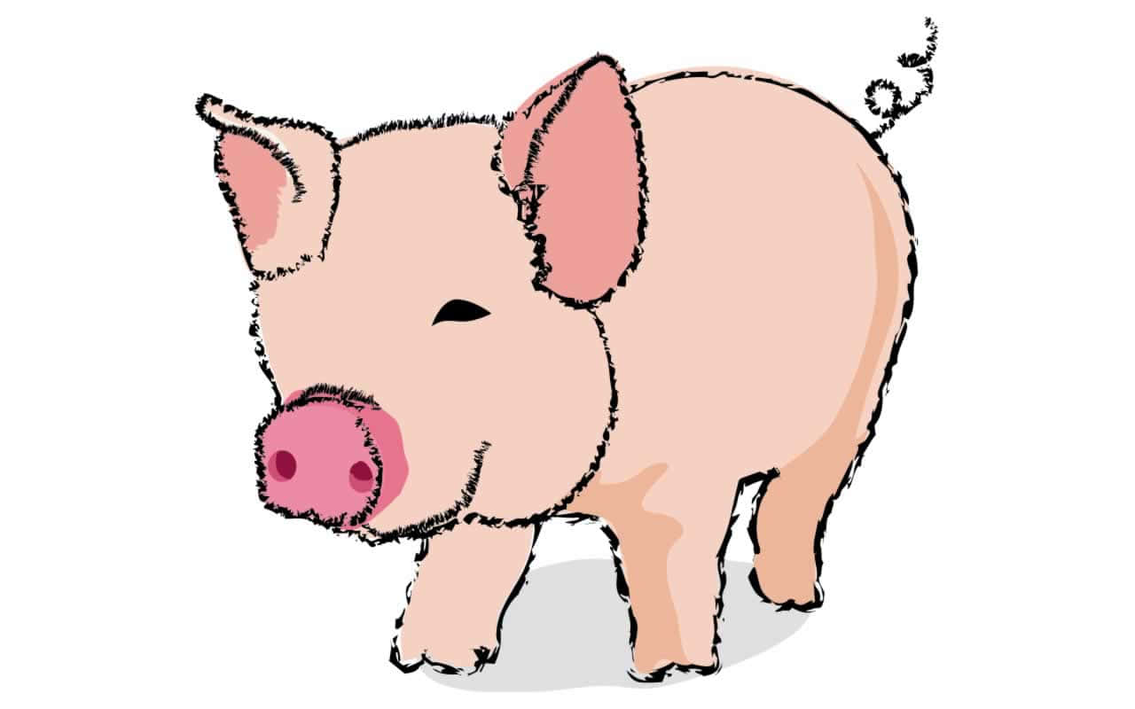 Cool Piggy, pink skin, curly tail, HD Desktop Wallpaper