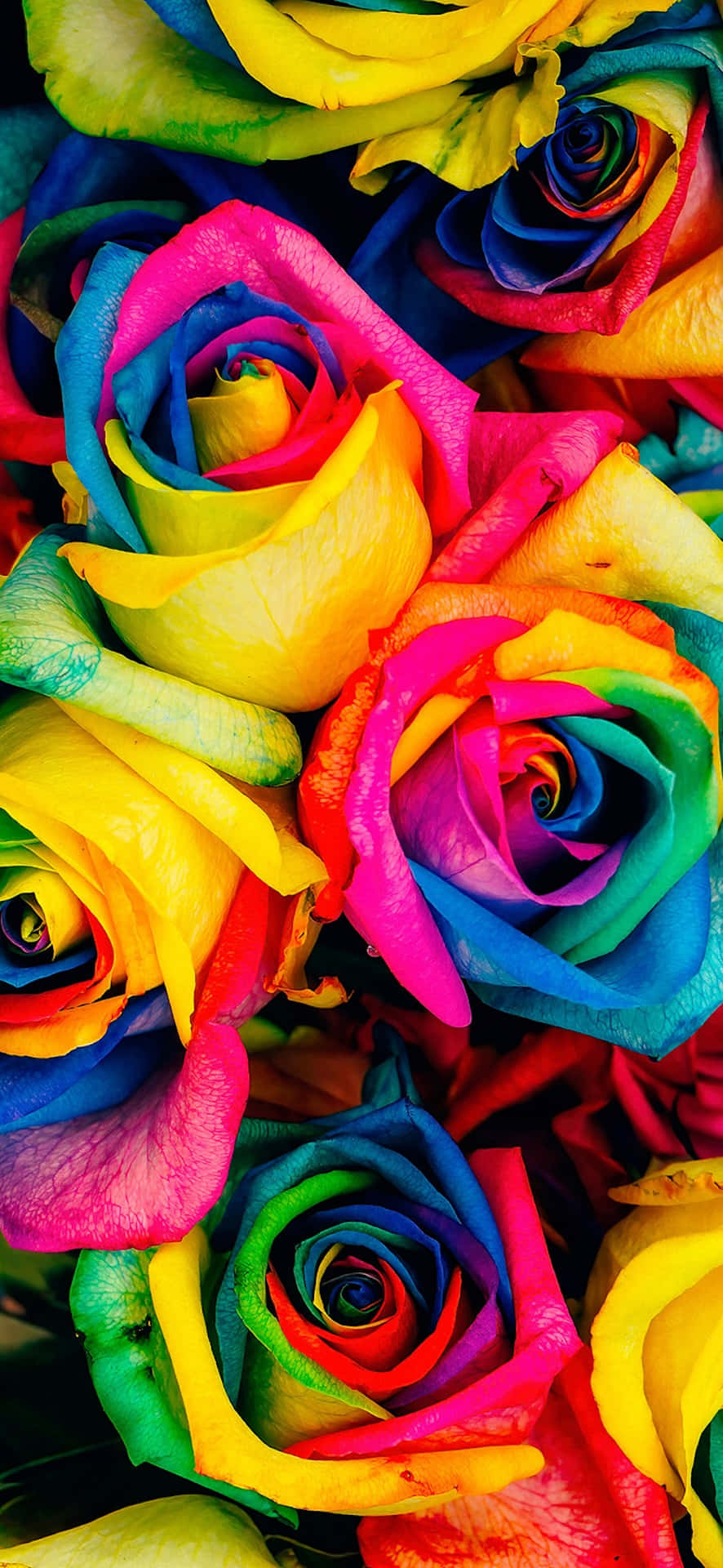 vibrant rainbow roses bouquet, rainbow-colored roses, lush, Full HD Phone Wallpaper