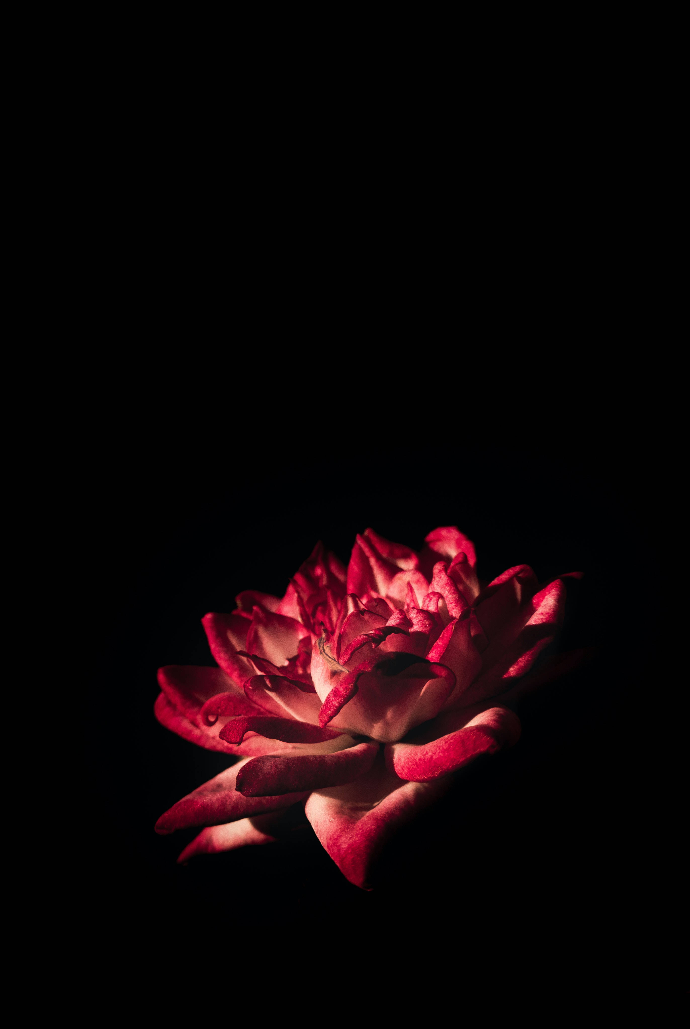 red rose, black background, focused light, 4K Phone Wallpaper