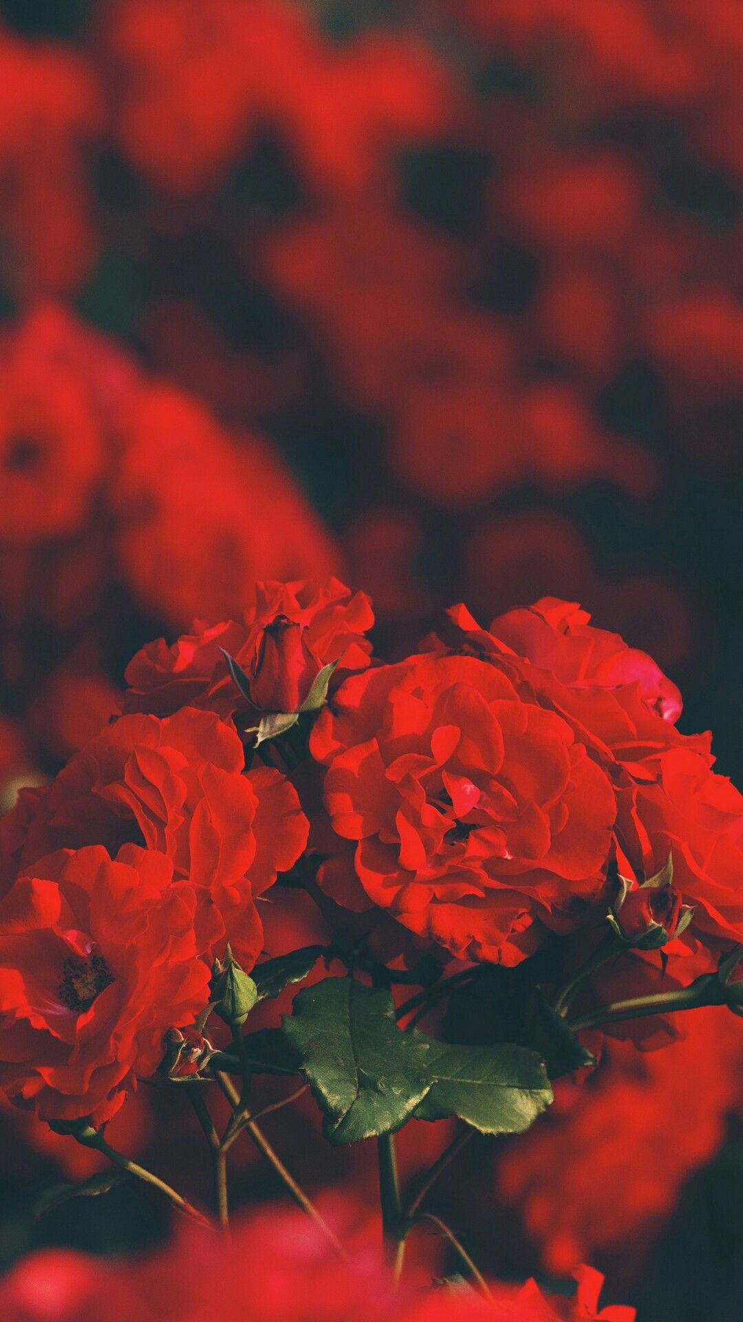 Roses Are Red Aesthetic, iPhone, vibrant red roses, Full HD Phone Wallpaper