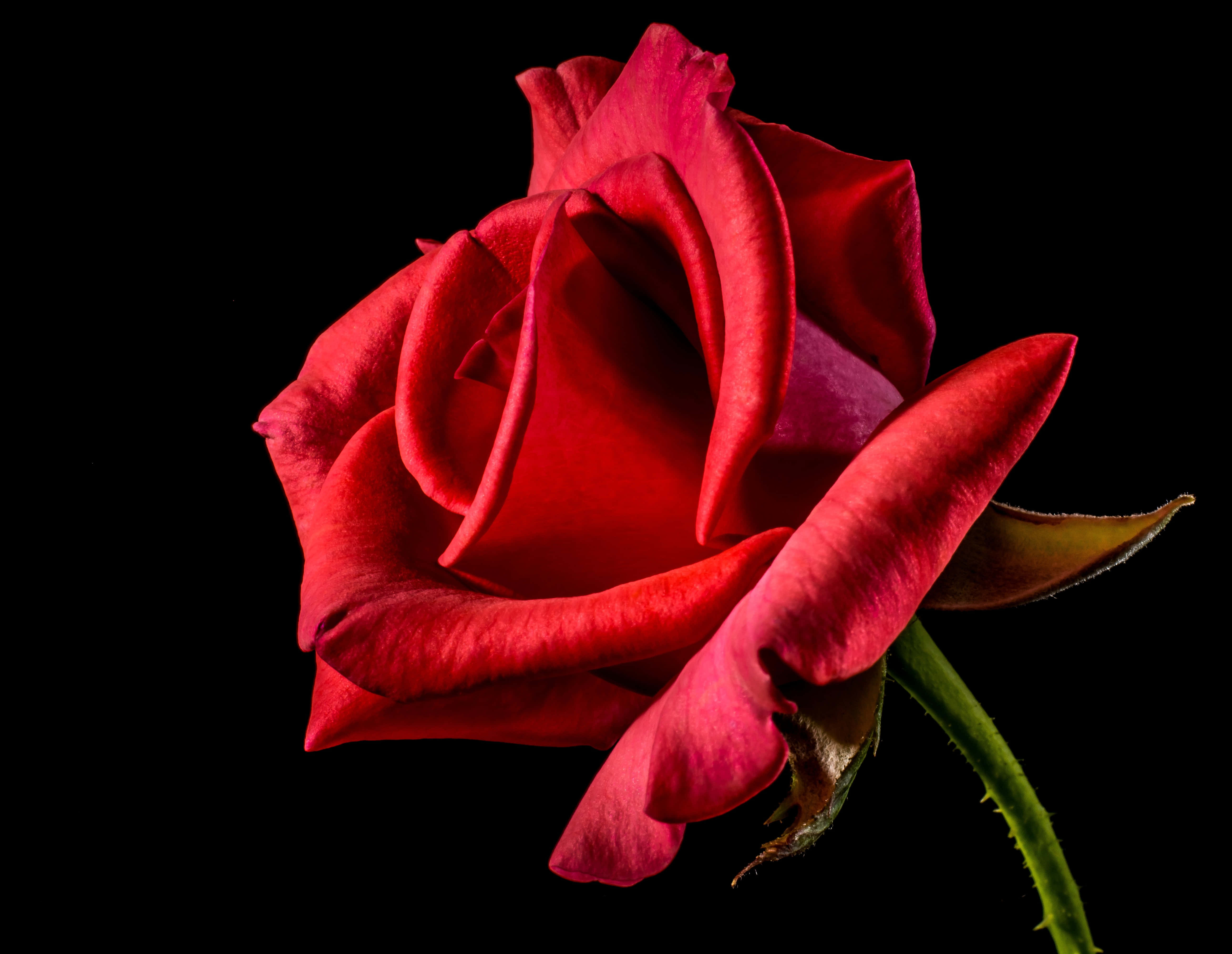 Cool Rose, vibrant red rose, delicate petals, 5K Desktop Wallpaper