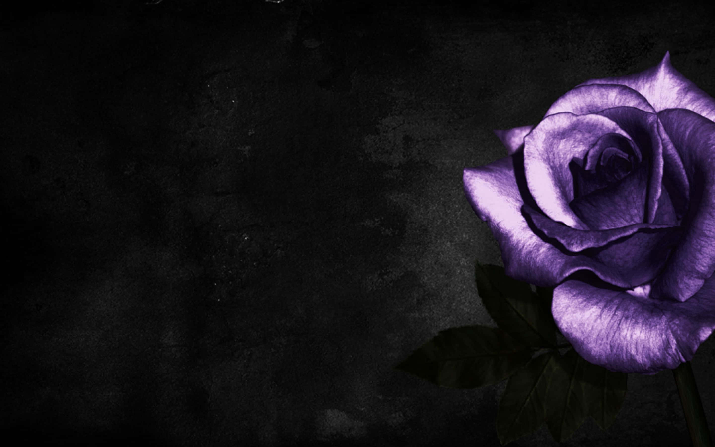 Cool Rose, luminous purple rose, textured dark gray backdrop, 2K Desktop Wallpaper