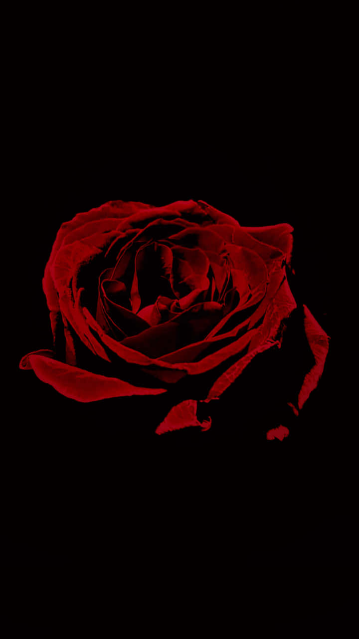 cool rose, vivid red rose, pure black background, HD Phone Wallpaper