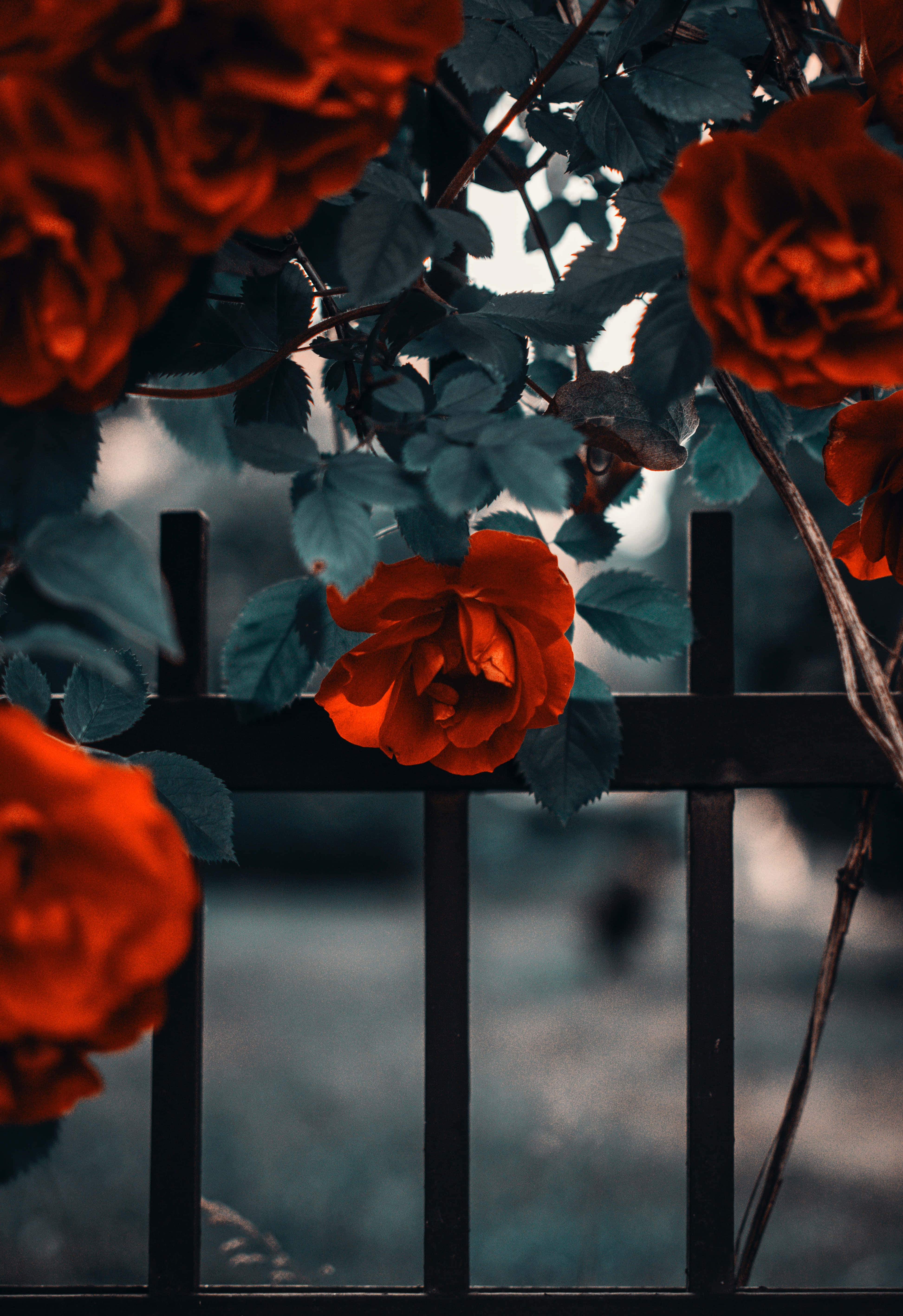 Cool Rose, vibrant red roses, dark fence, 5K Phone Wallpaper