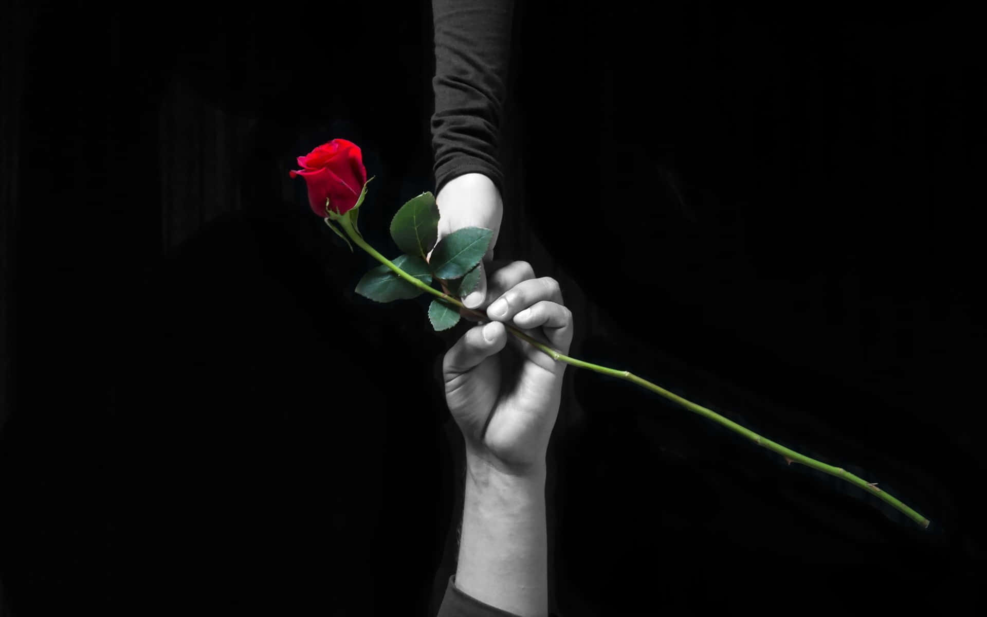 white rose, blue field, vibrant red rose, Full HD Desktop Wallpaper