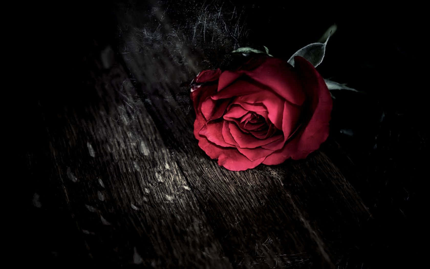 deep red rose, weathered dark wood, dramatic spotlight, HD Desktop Wallpaper