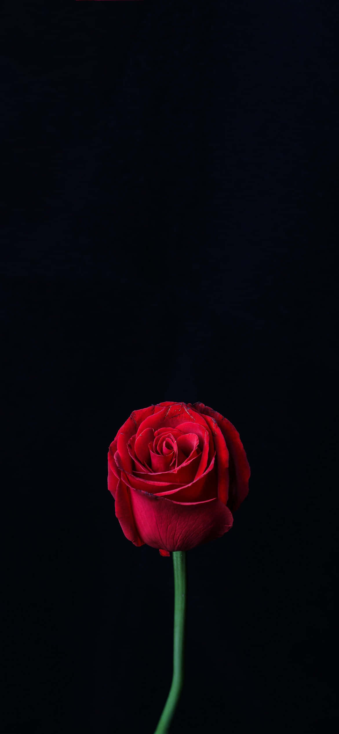 red rose, vase, green stem, Full HD Phone Wallpaper