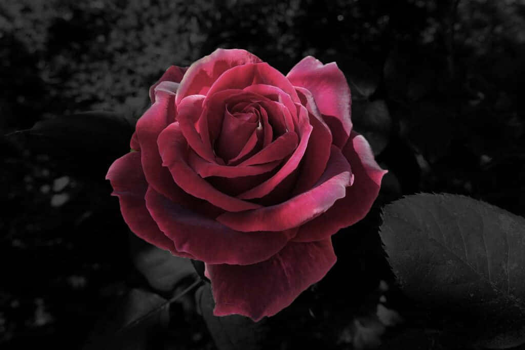 cool rose, deep magenta rose, black and white blurred garden background, SD Desktop Wallpaper