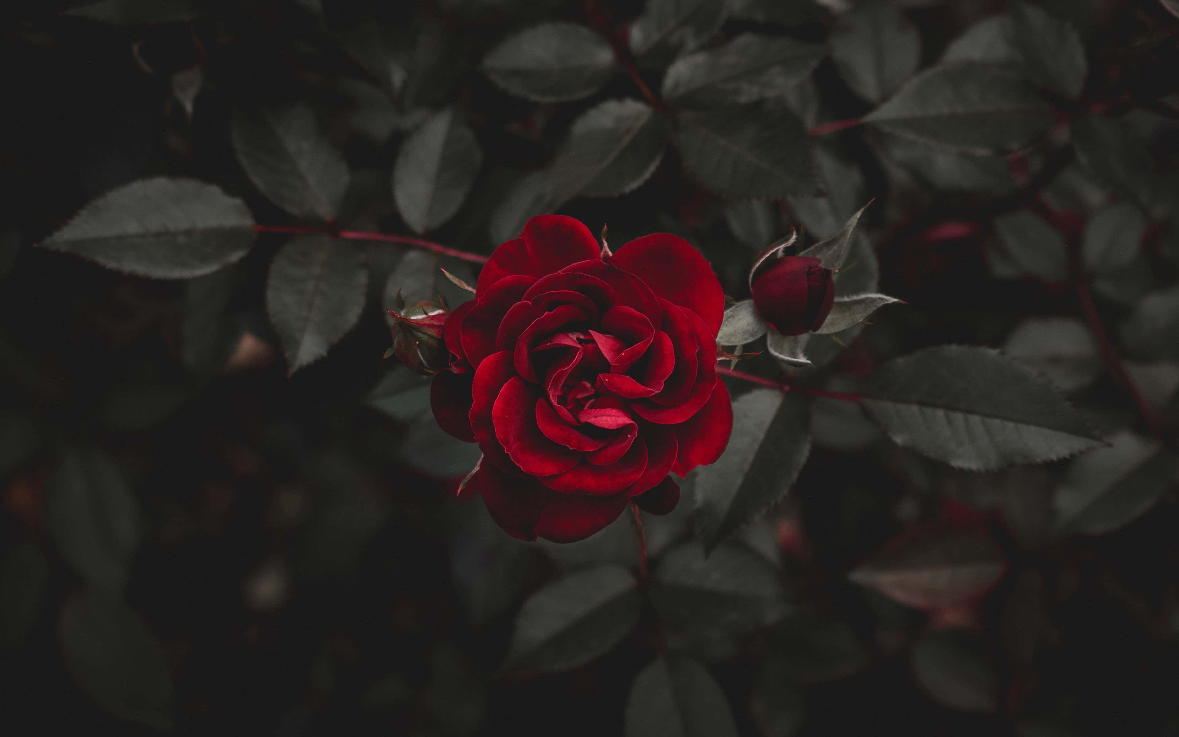 Cool Rose, vivid red rose, deep shadowed leaves, 4K Desktop Wallpaper